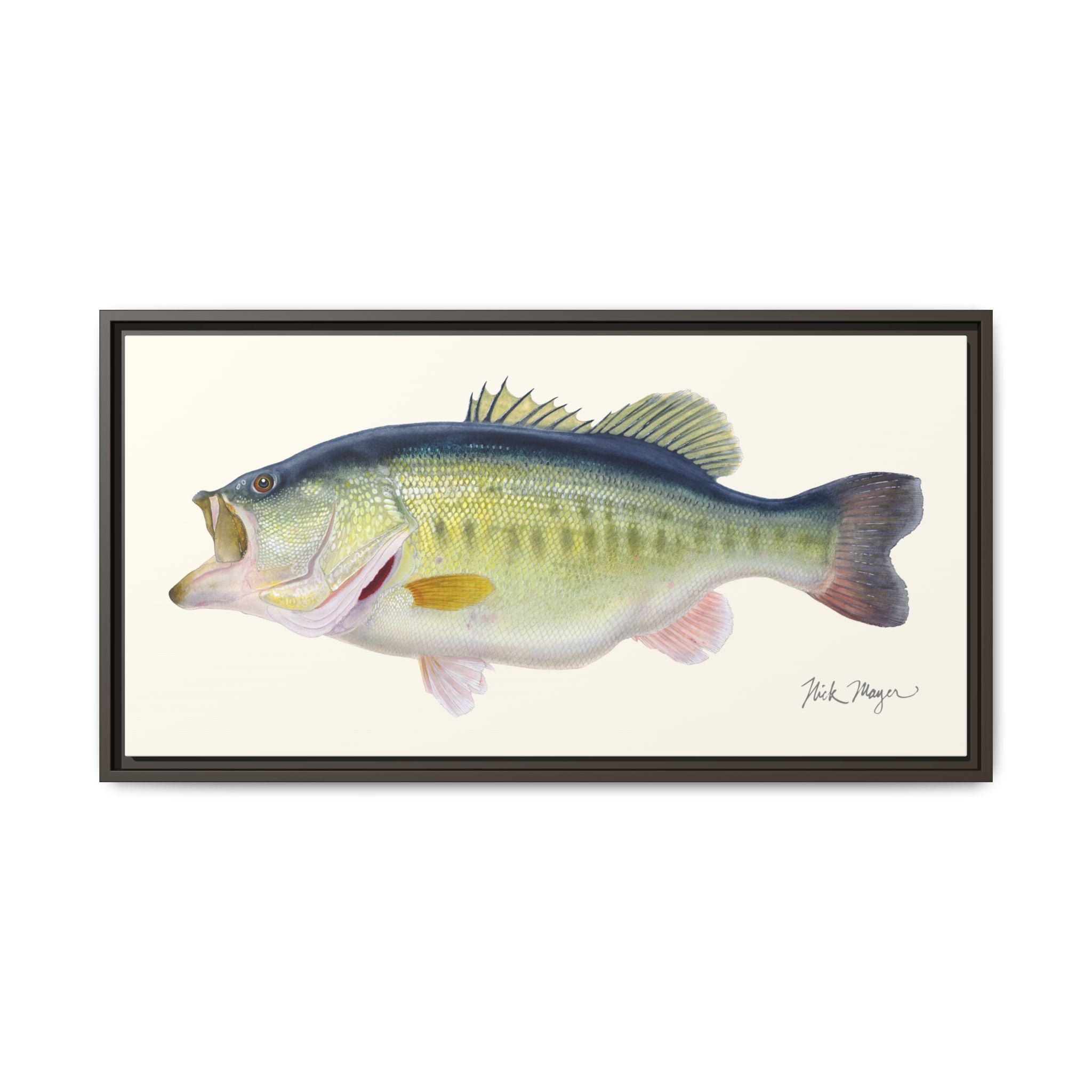 Largemouth Bass 3 Framed Canvas Print