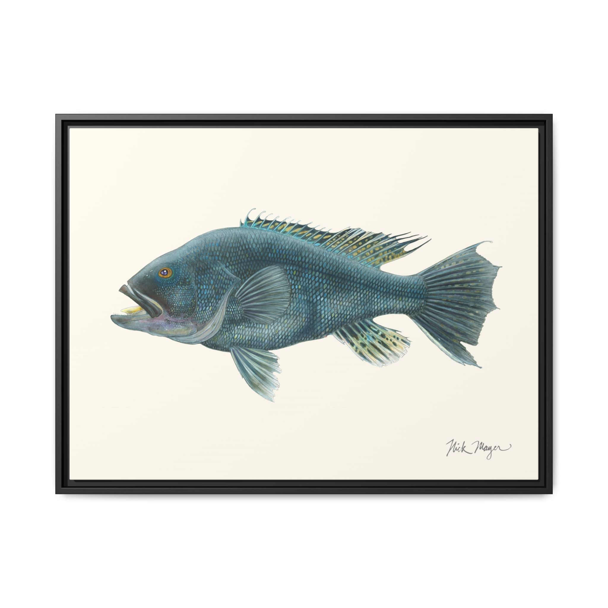 Black Sea Bass Framed Canvas Print Printify