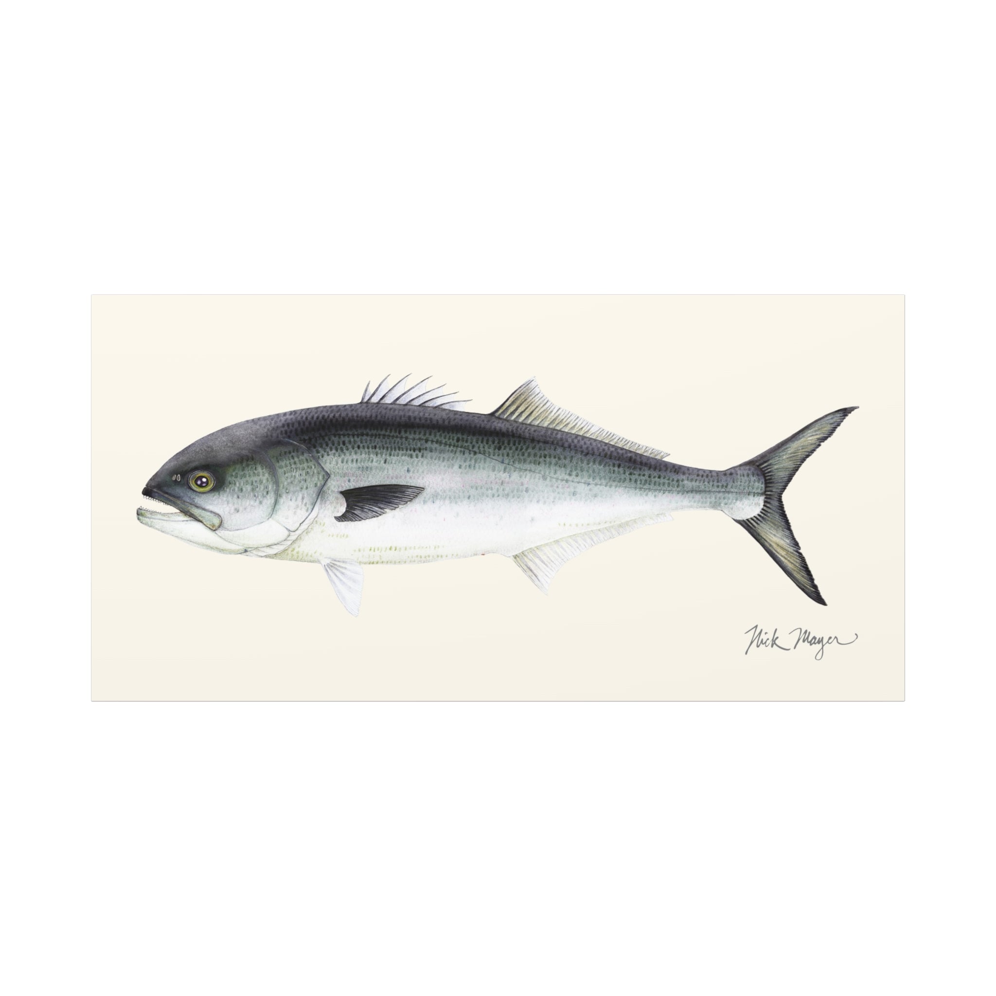 Bluefish Canvas Print