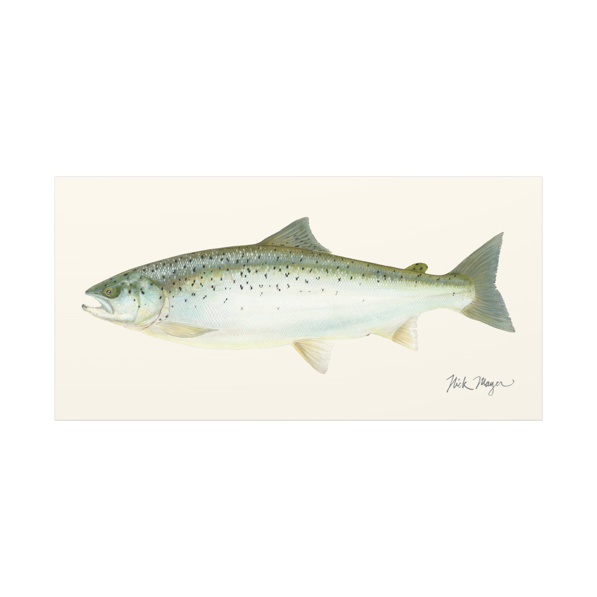 Landlocked Salmon Canvas Print