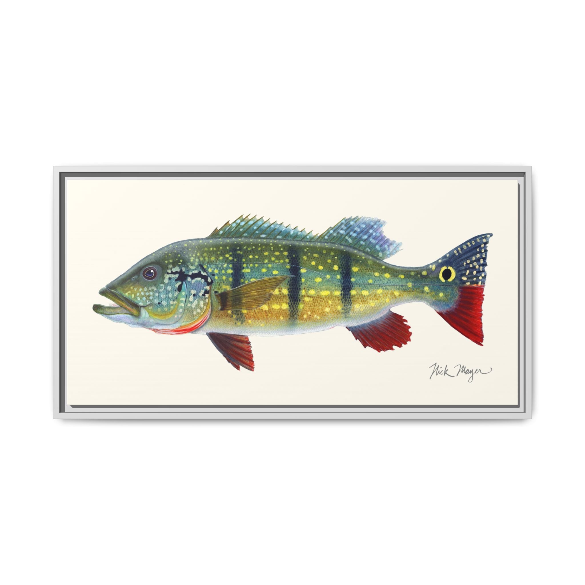 Peacock Bass Framed Canvas Print Printify