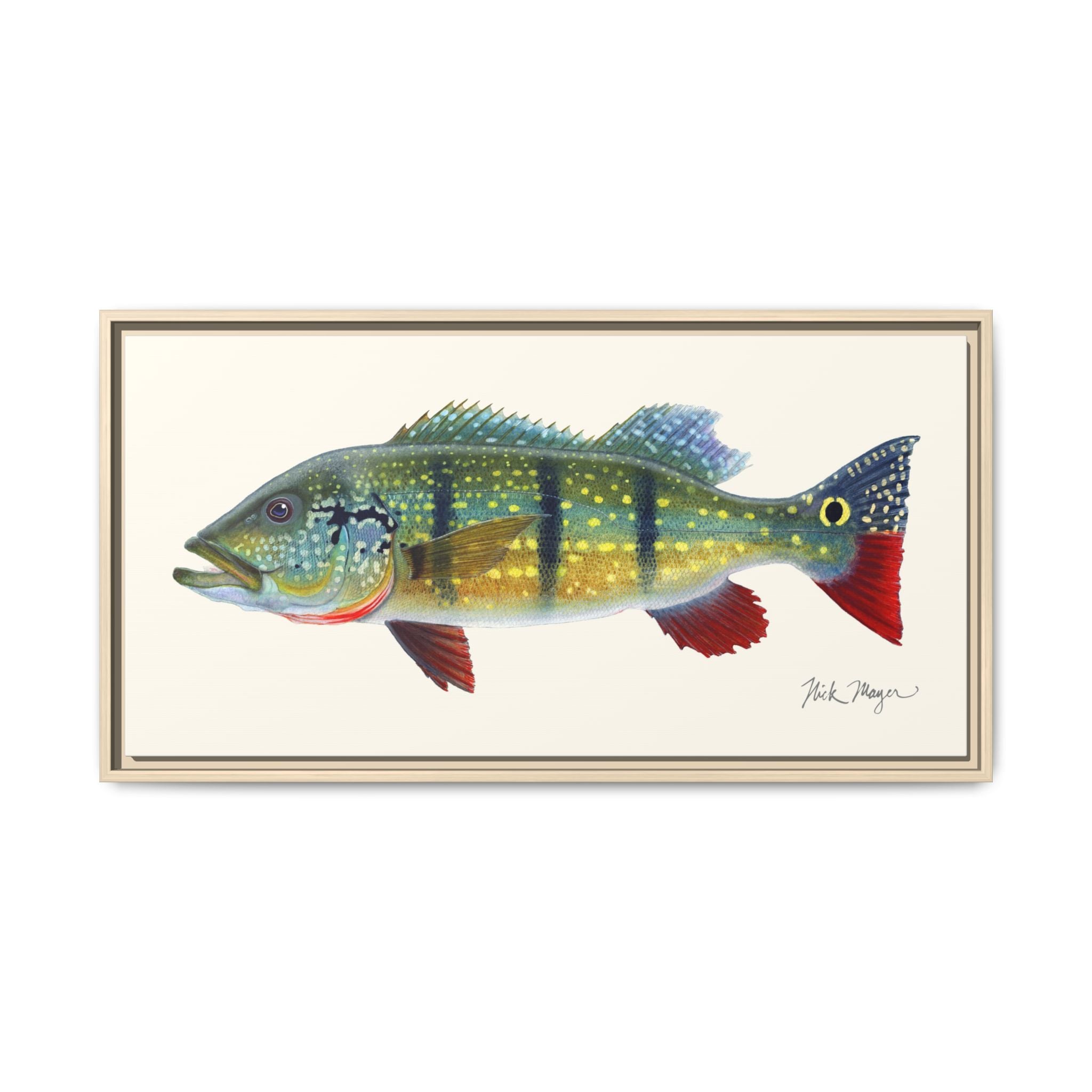 Peacock Bass Framed Canvas Print Printify