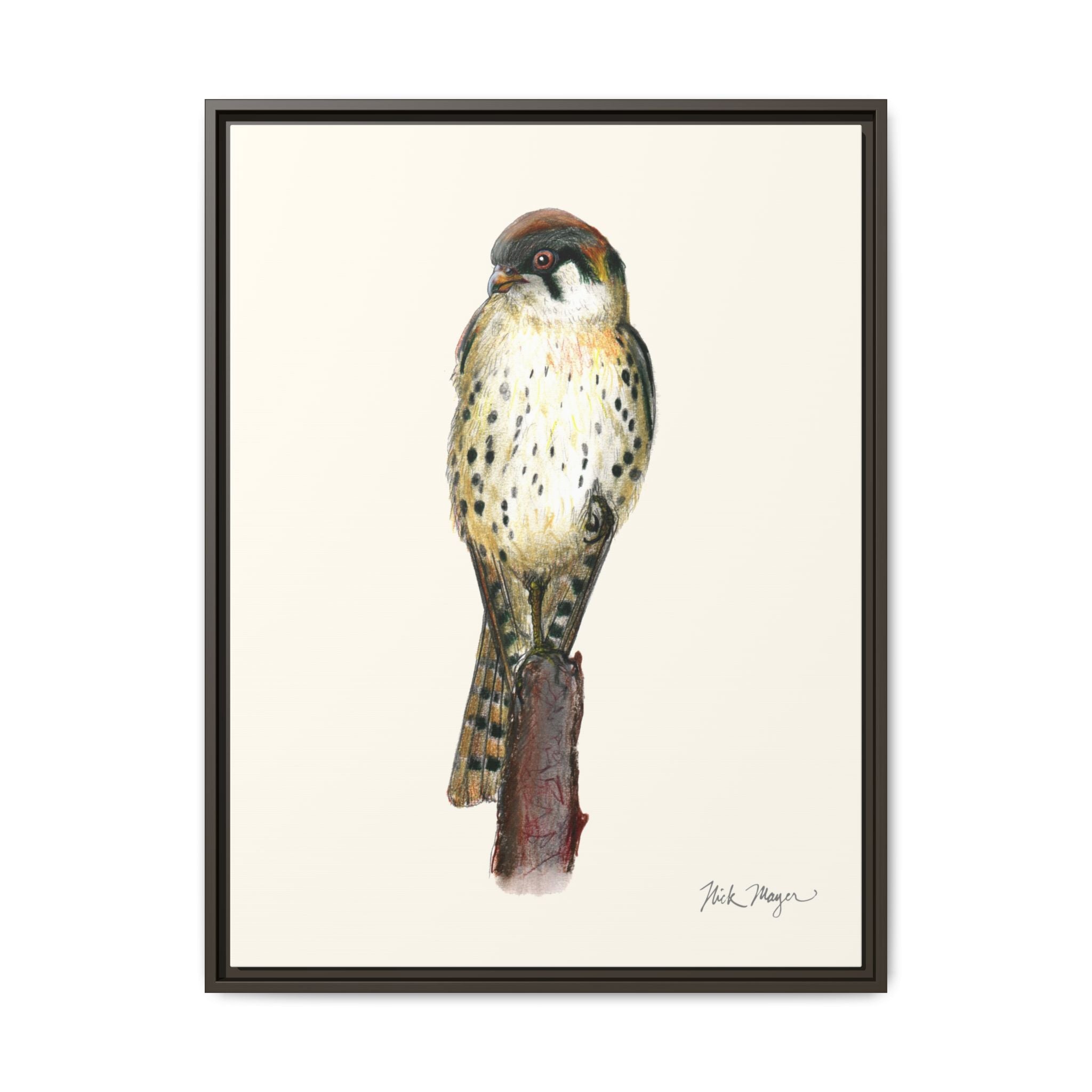 American Kestrel Framed Canvas Print Printify