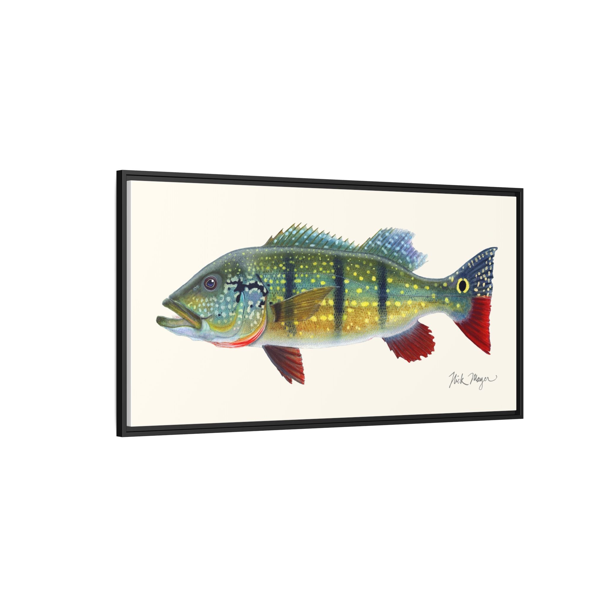 Peacock Bass Framed Canvas Print Printify