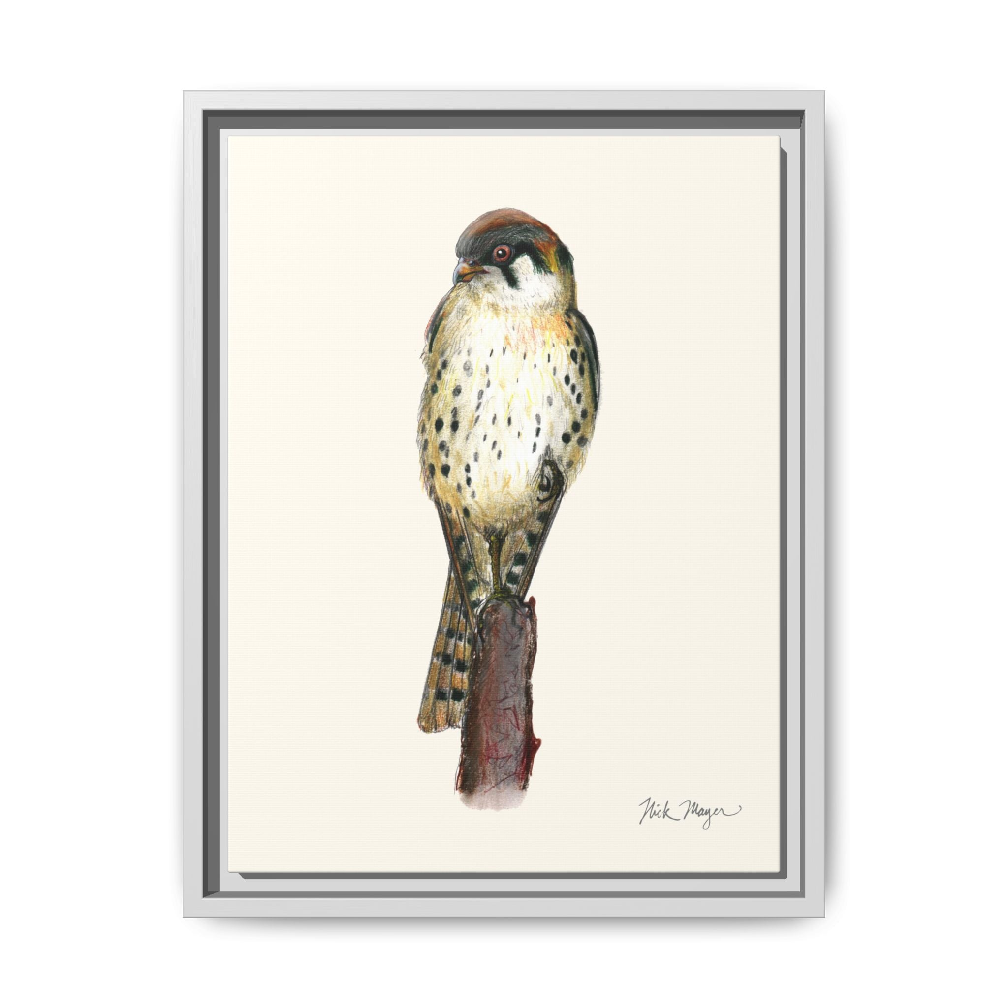 American Kestrel Framed Canvas Print Printify