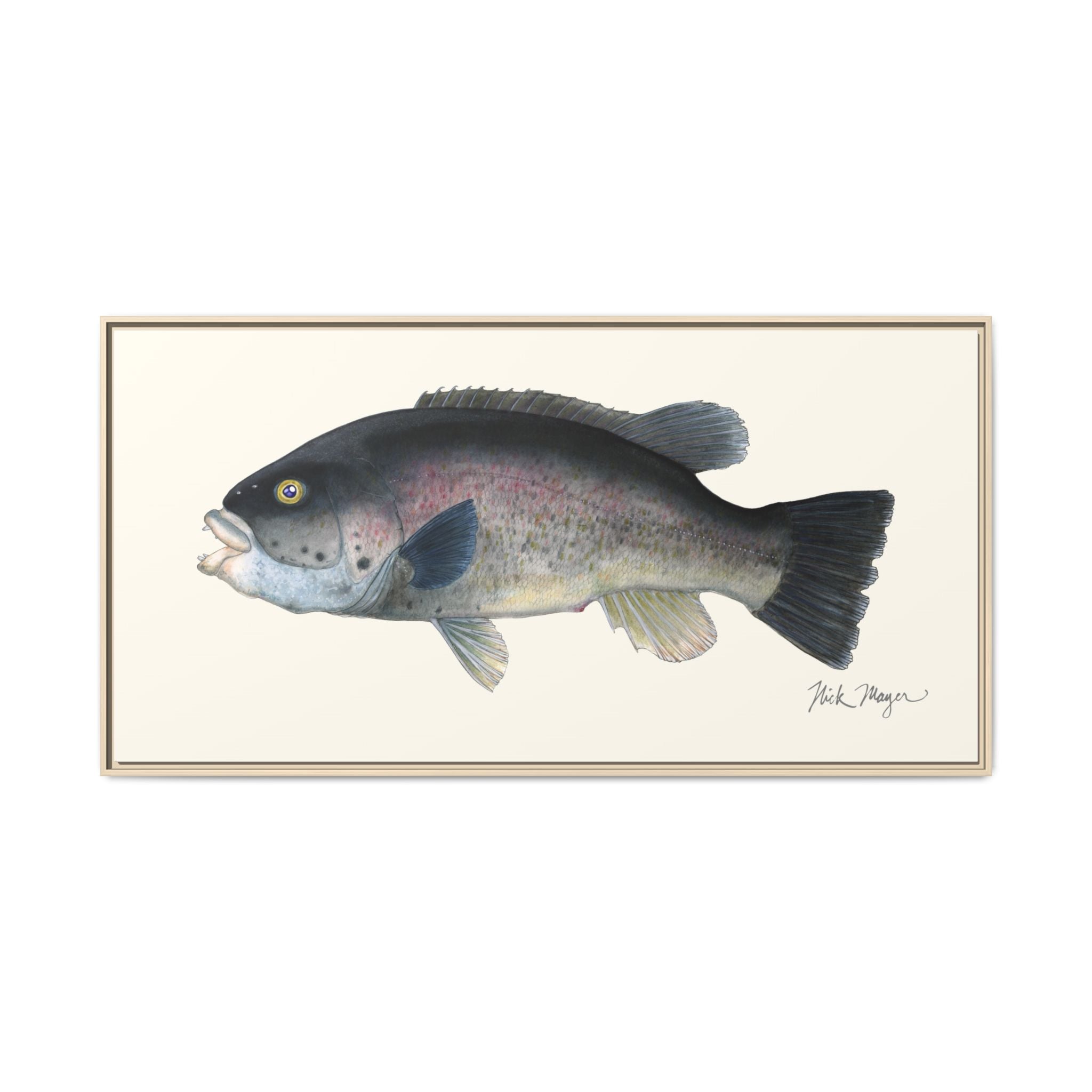 Tautog / Blackfish Framed Canvas Print Printify