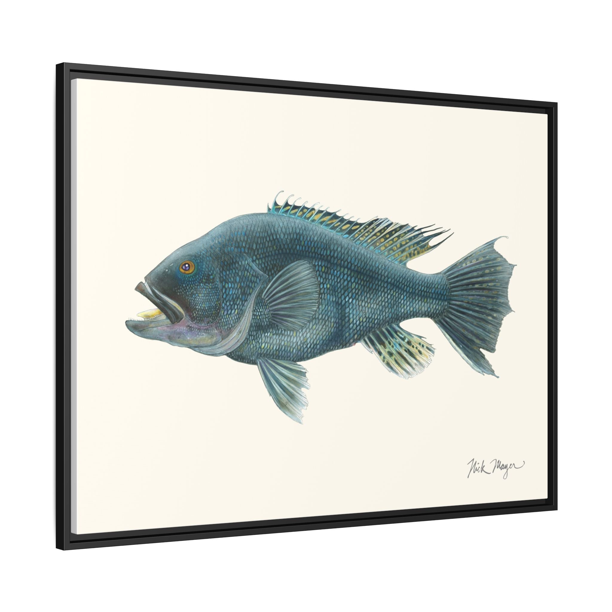 Black Sea Bass Framed Canvas Print Printify