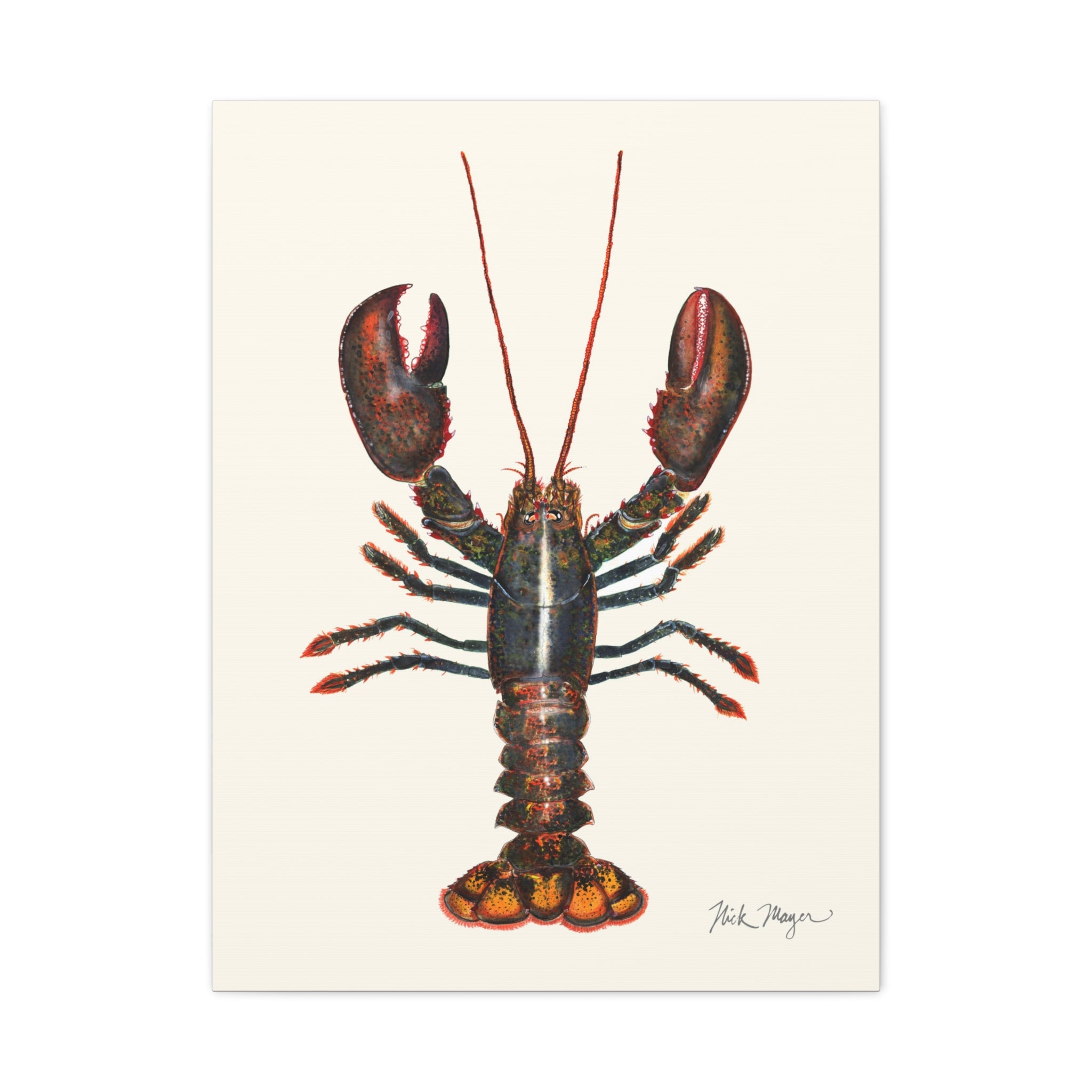 Northern Lobster Canvas Print