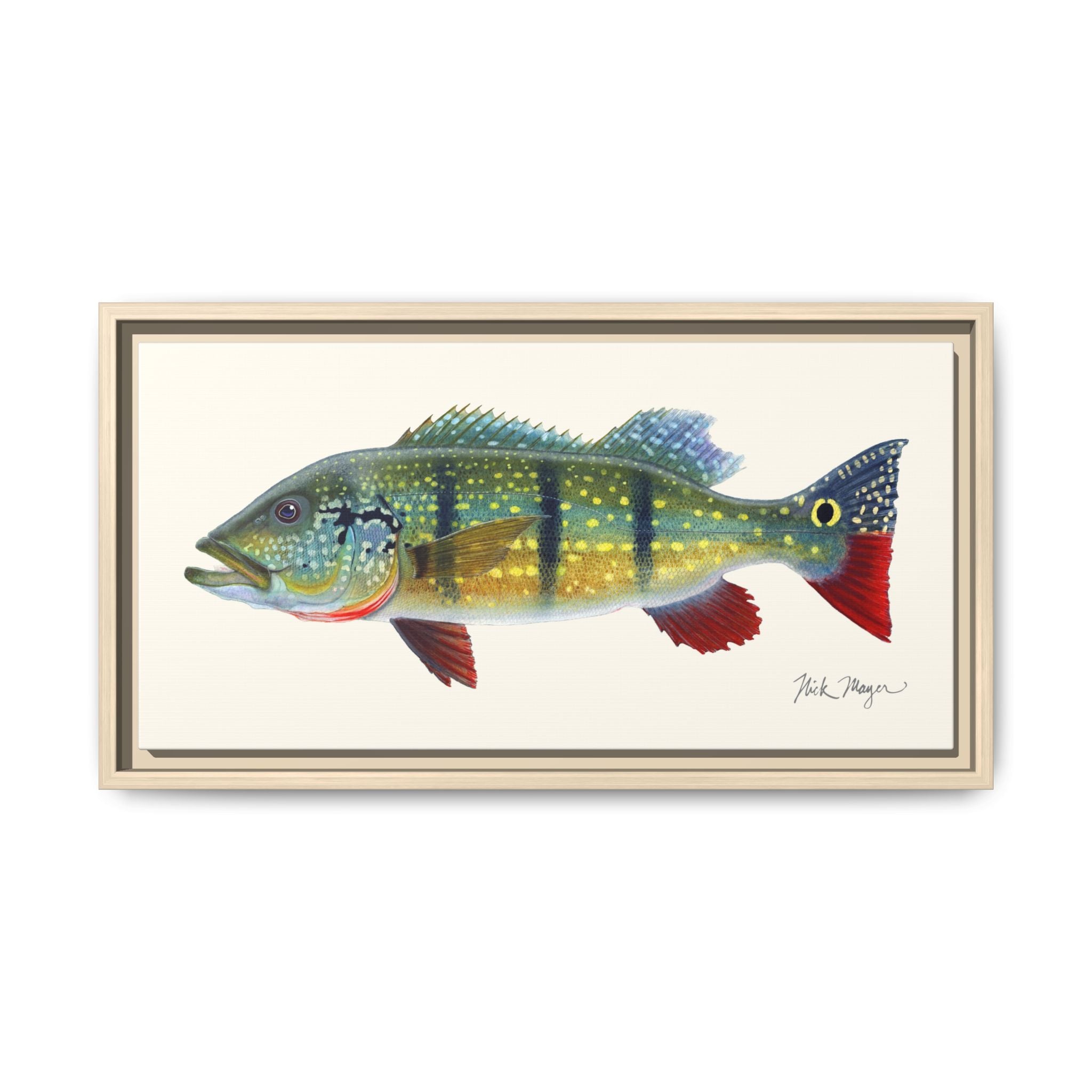 Peacock Bass Framed Canvas Print Printify