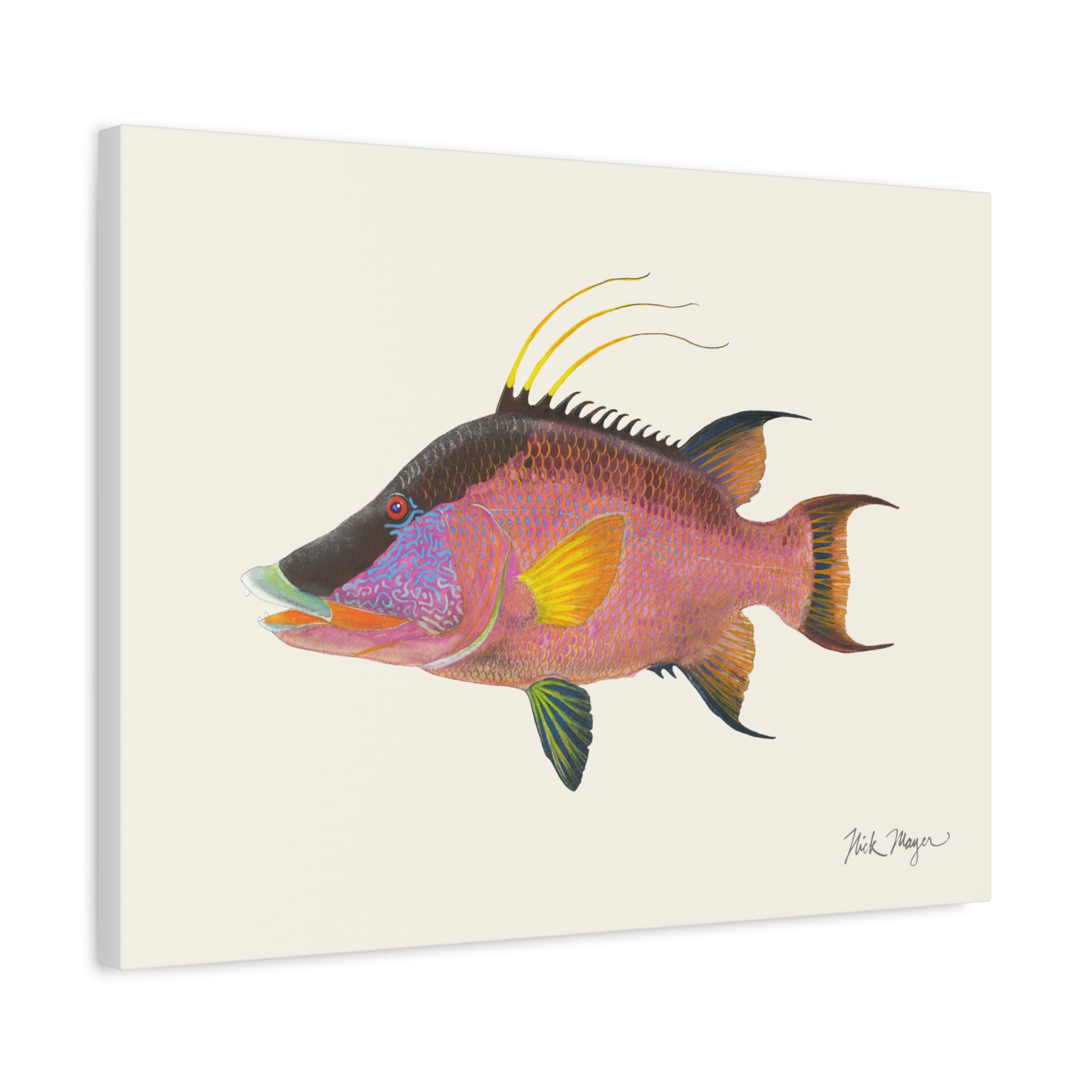Hogfish Canvas Print