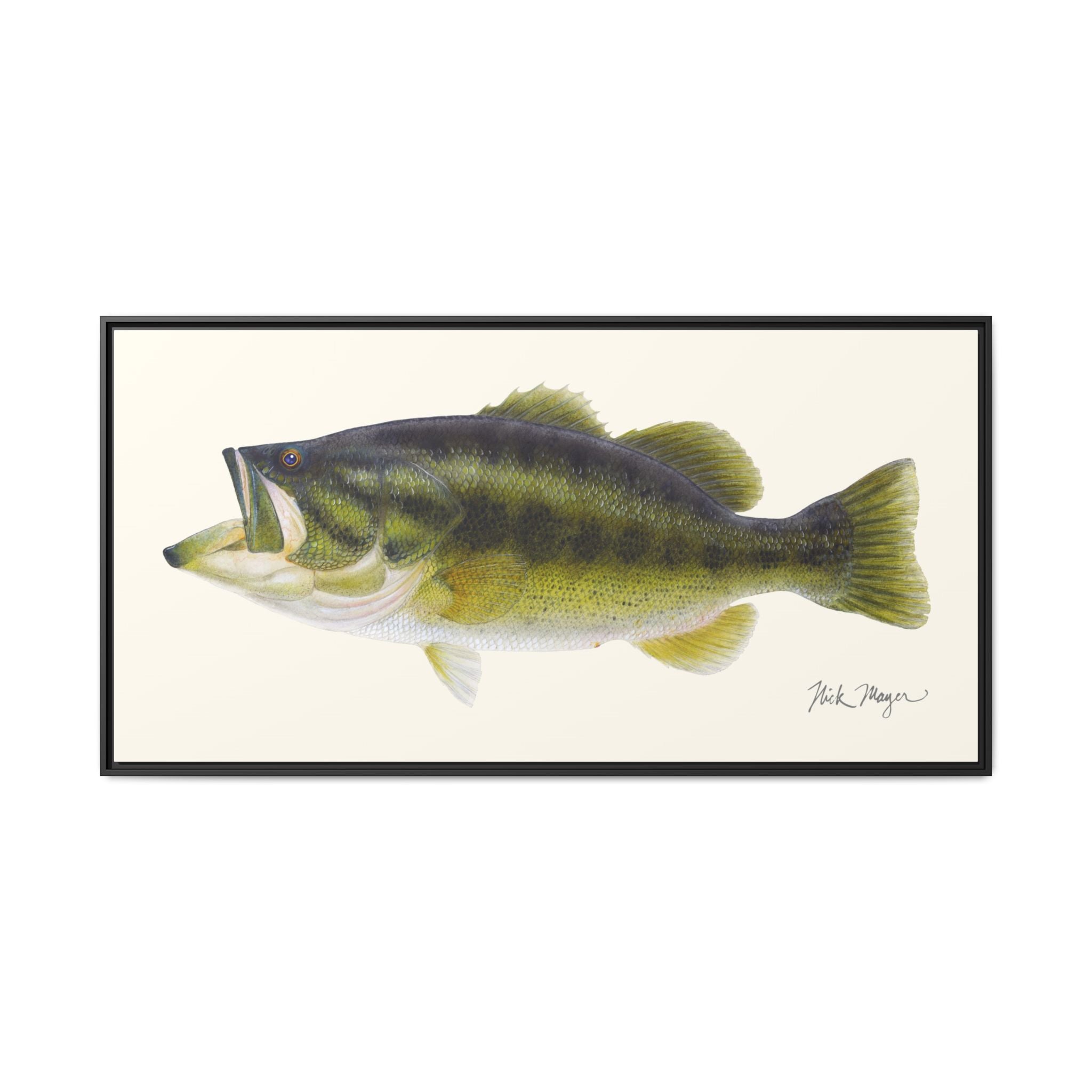 Largemouth Bass I Framed Canvas Print Printify