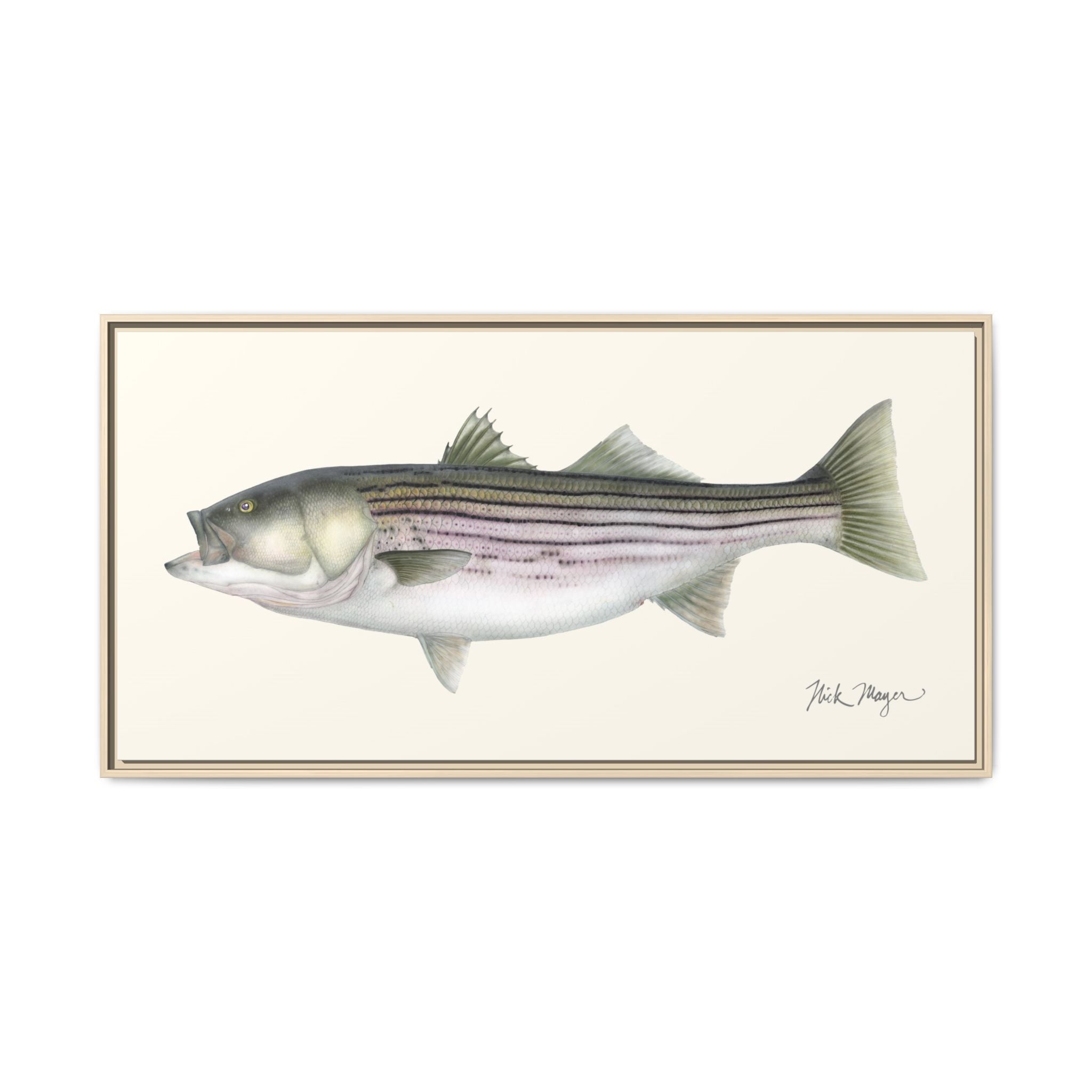 Striped Bass, 30 lbs Framed Canvas Print Printify