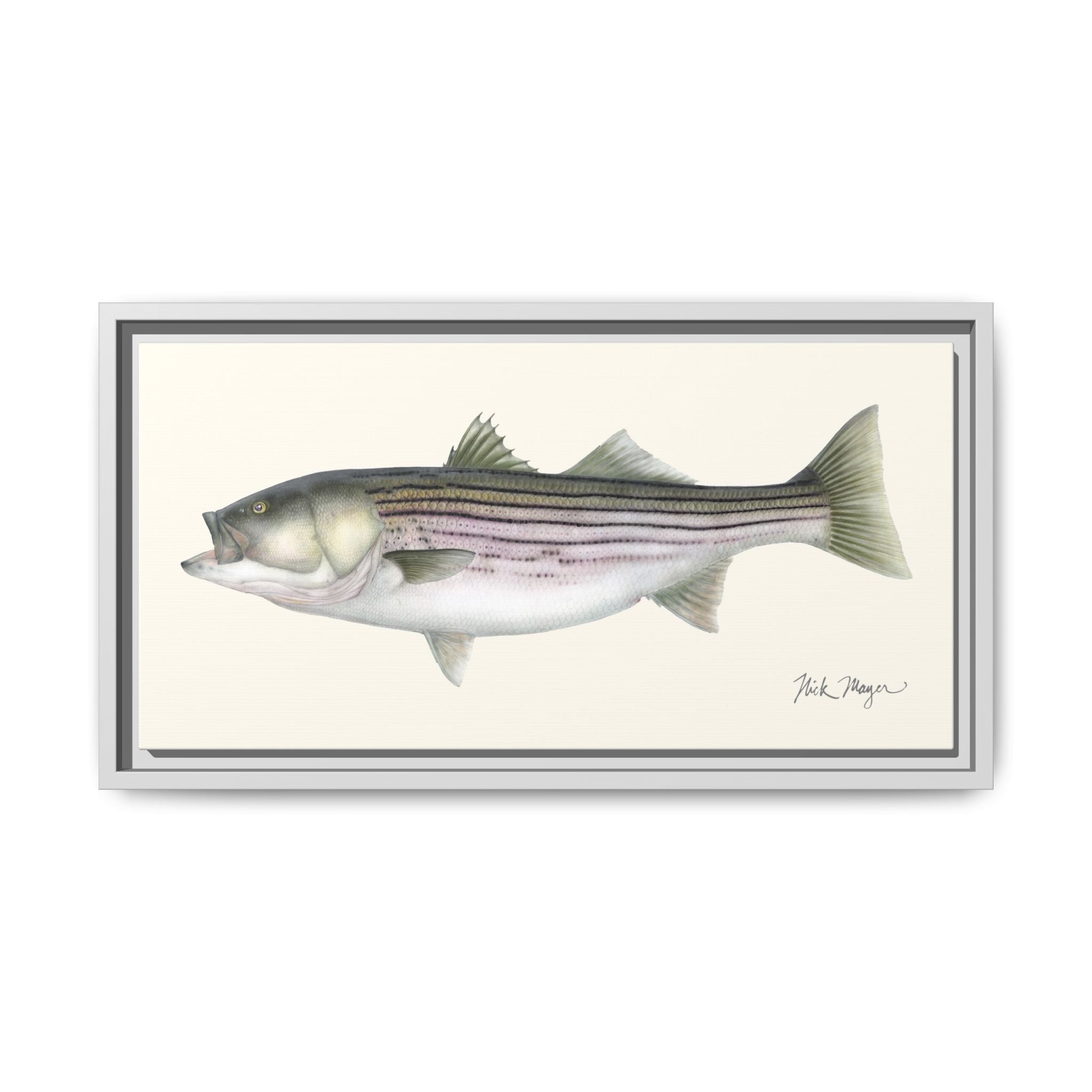 Striped Bass, 30 lbs Framed Canvas Print Printify