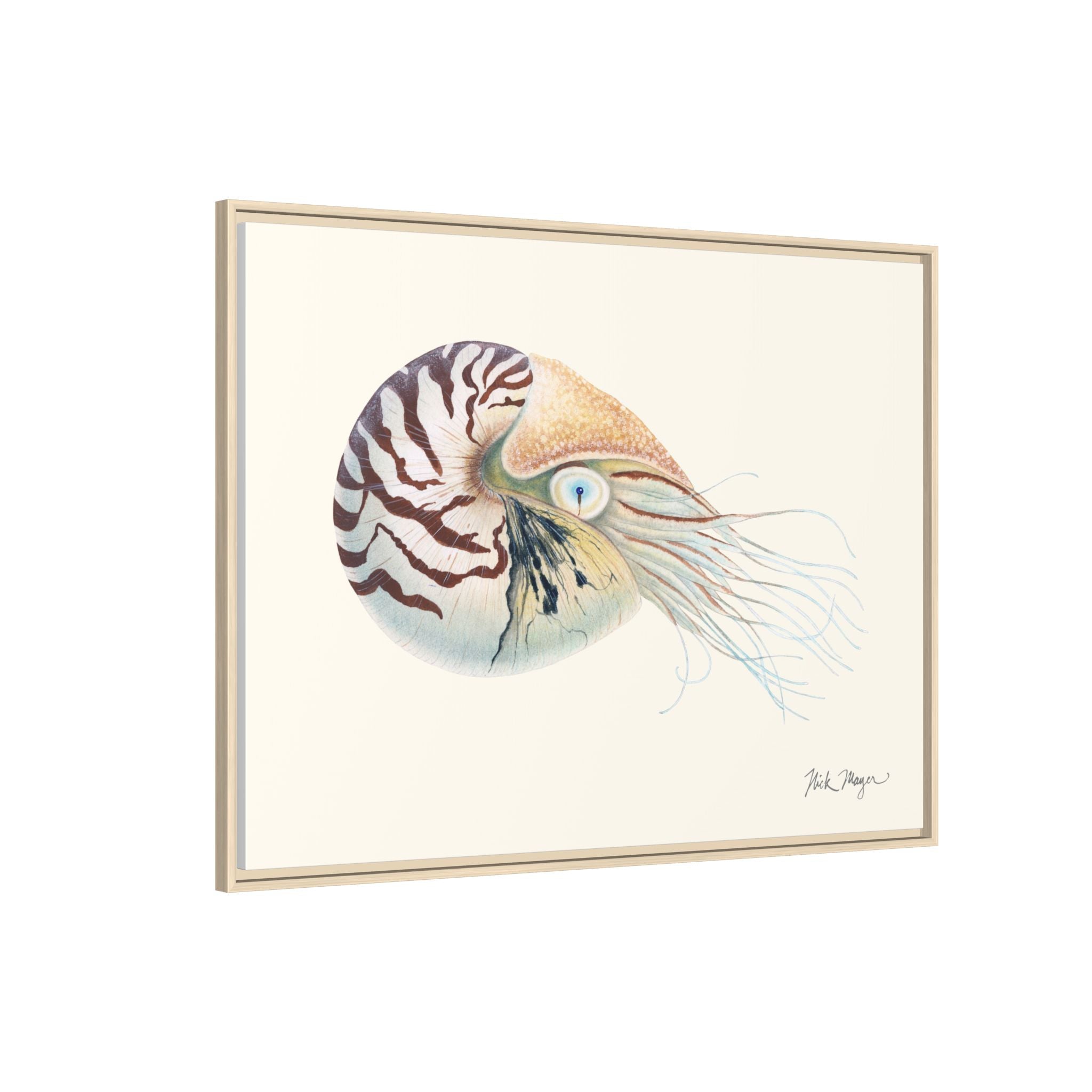 Chambered Nautilus Framed Canvas Print Printify