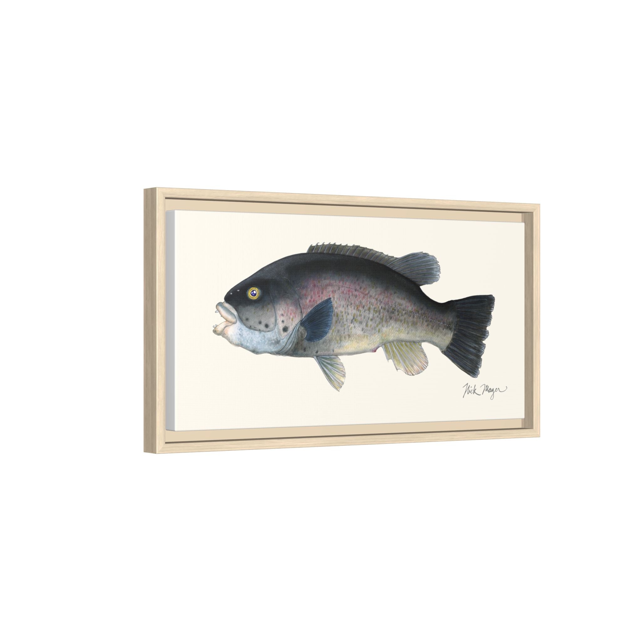 Tautog / Blackfish Framed Canvas Print Printify