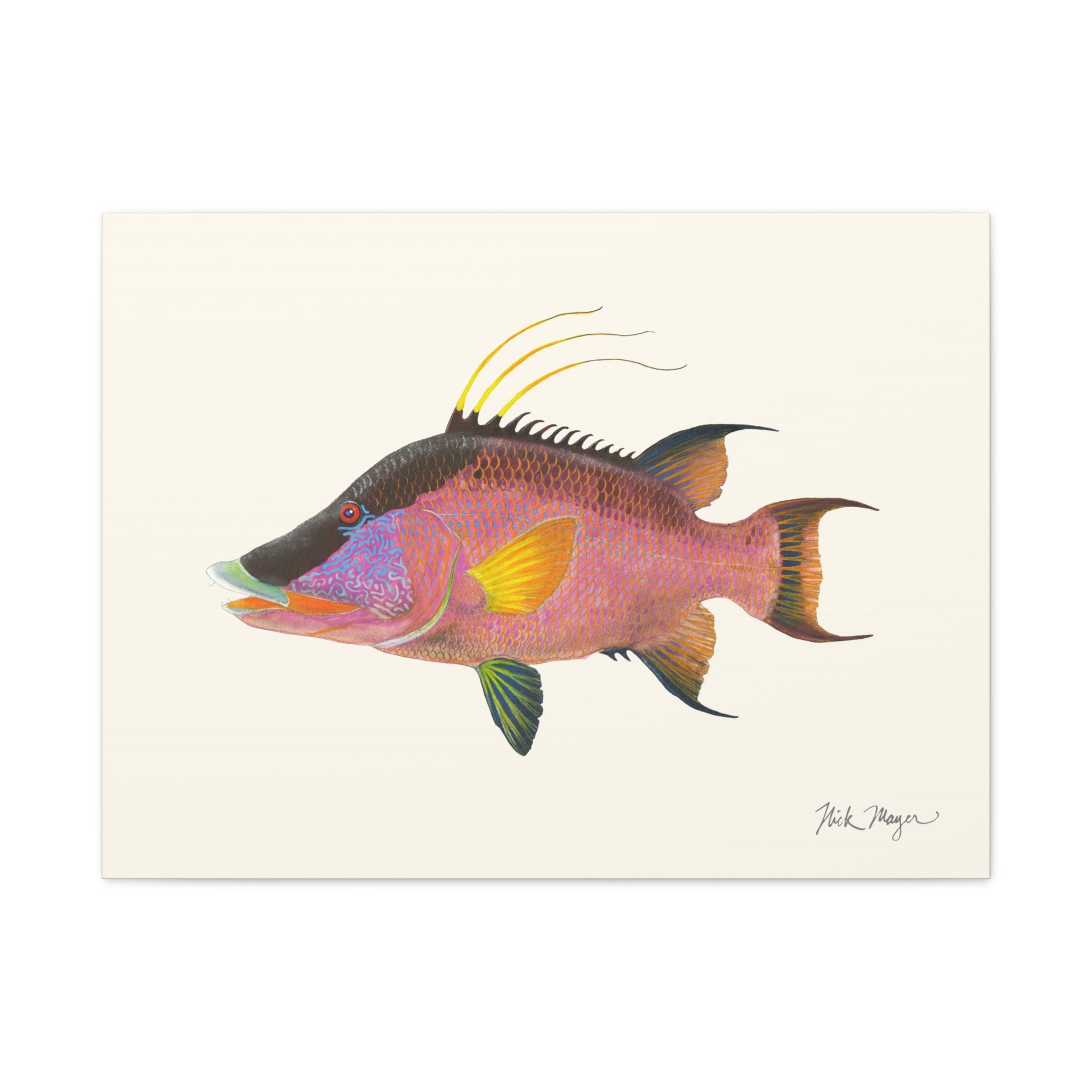 Hogfish Canvas Print