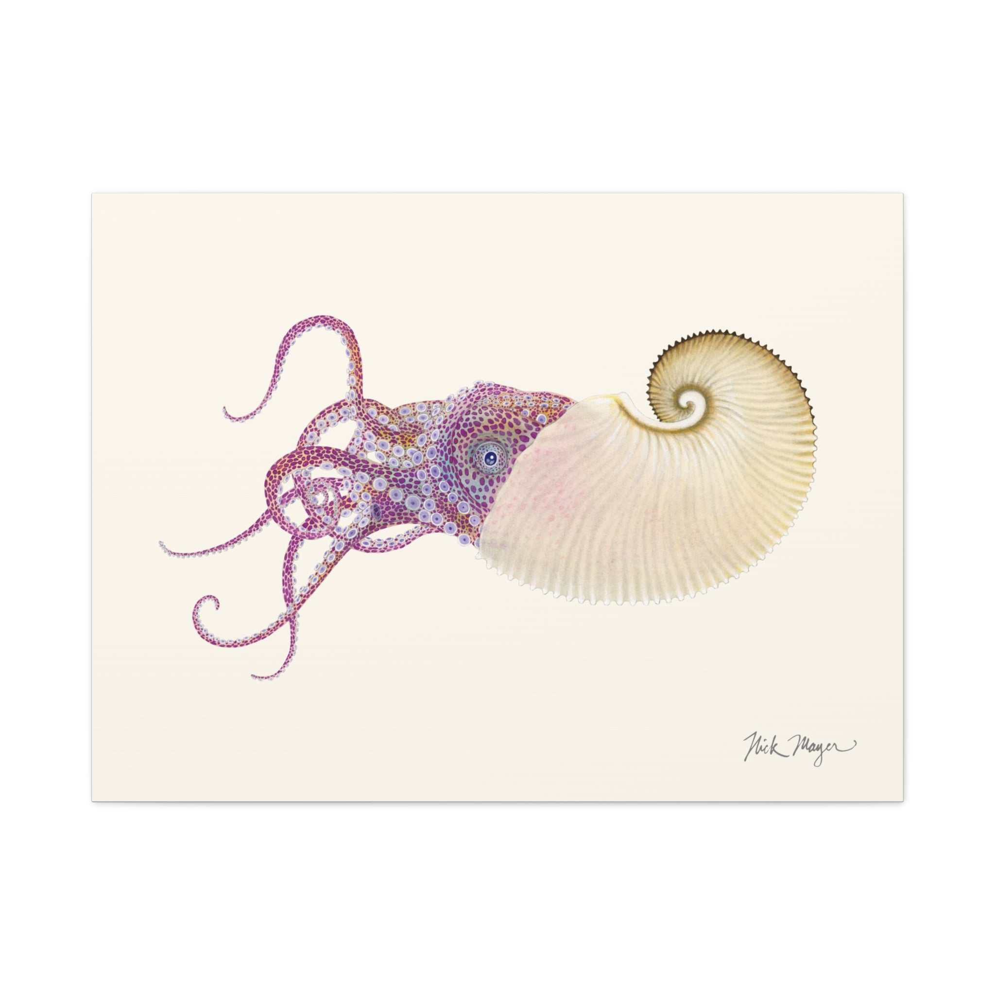 Paper Nautilus Canvas Print