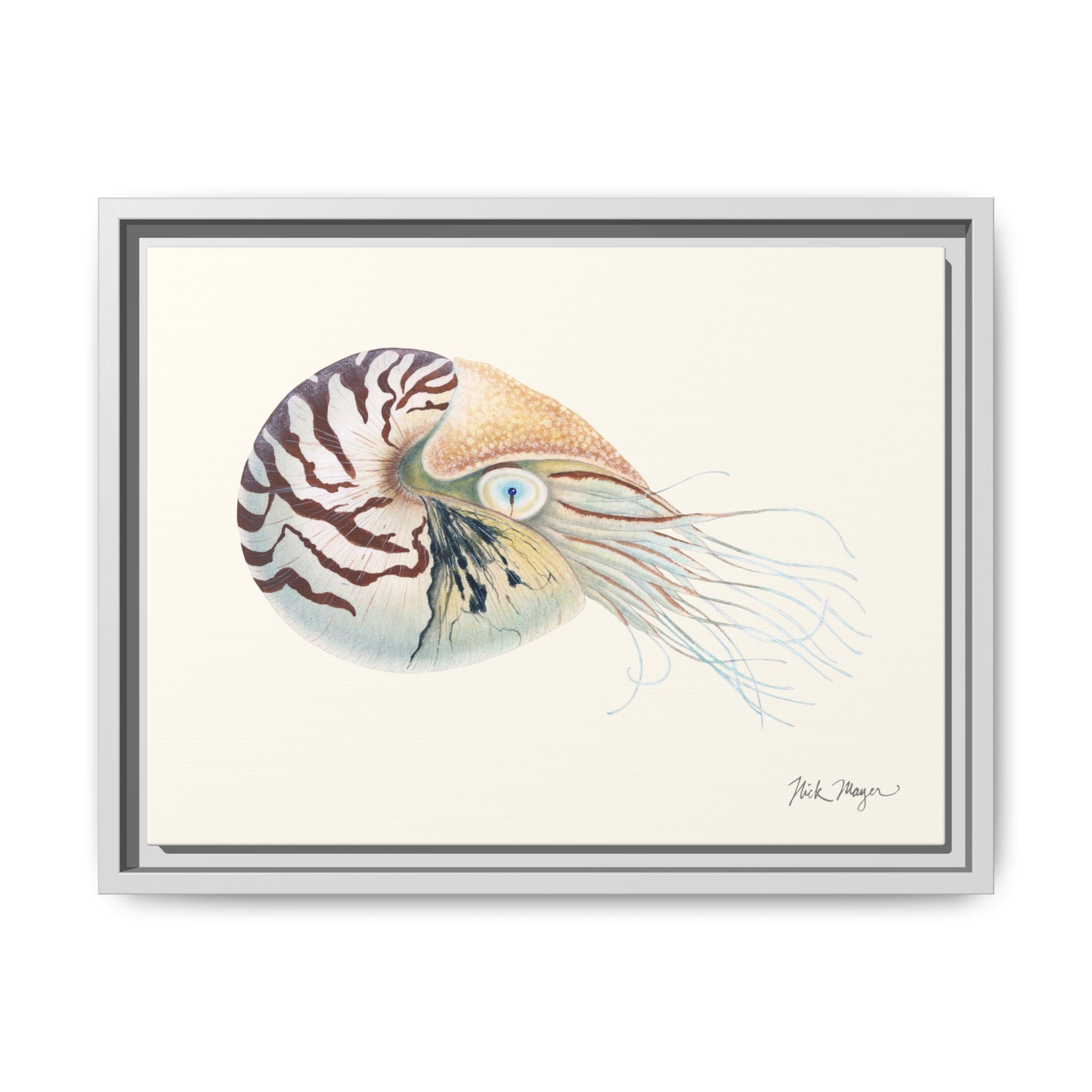 Chambered Nautilus Framed Canvas Print Printify