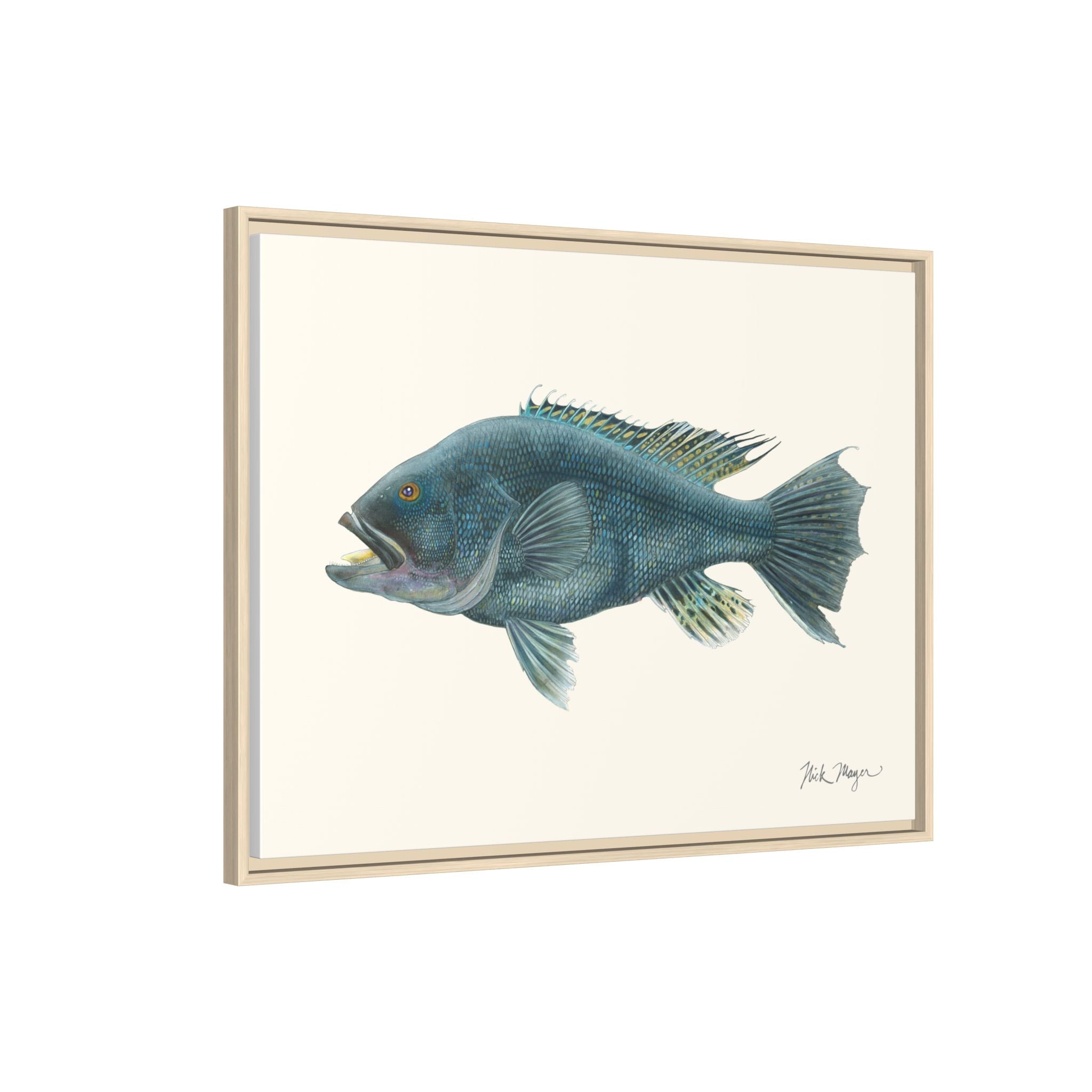 Black Sea Bass Framed Canvas Print Printify