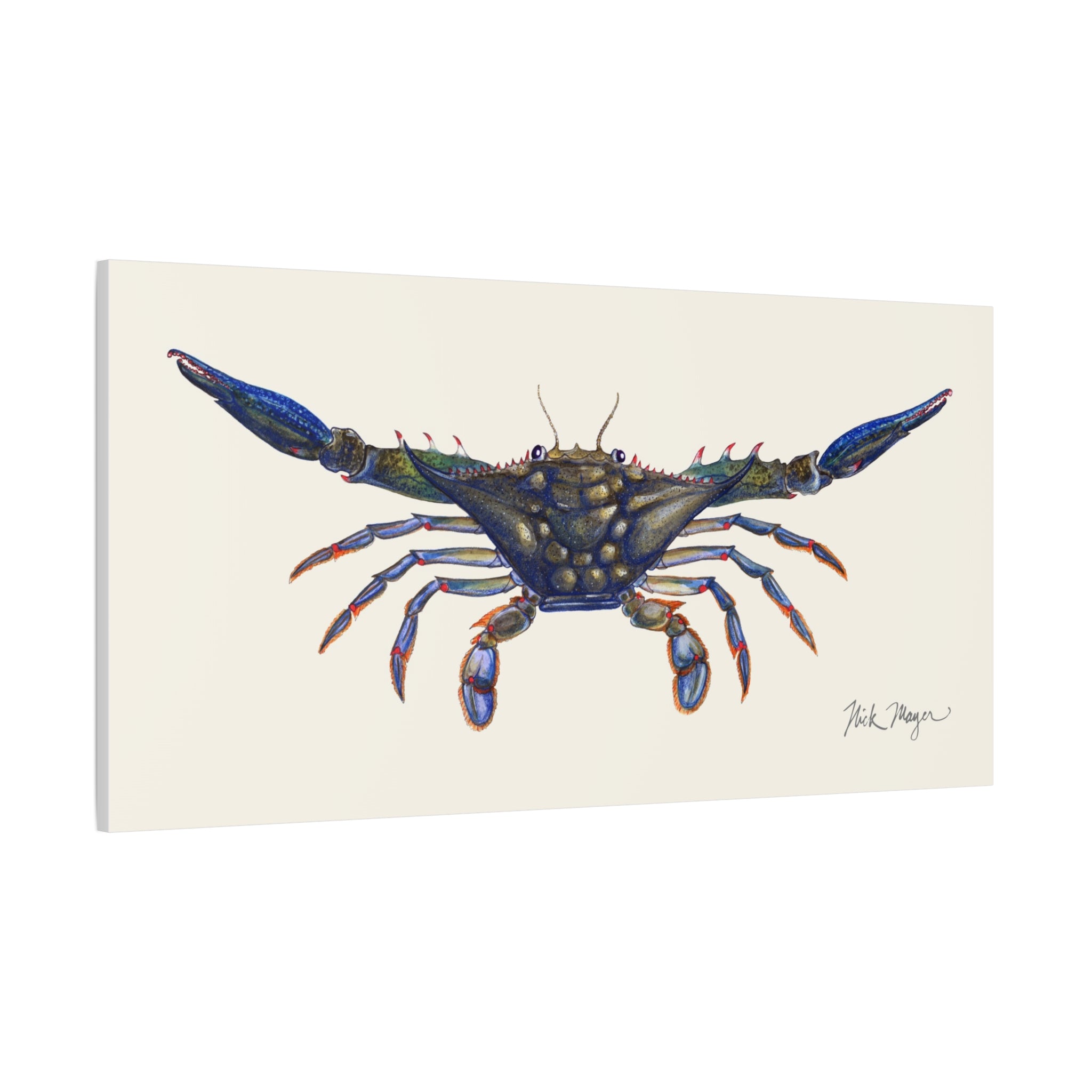 Blue Crab Claws Out Canvas Print
