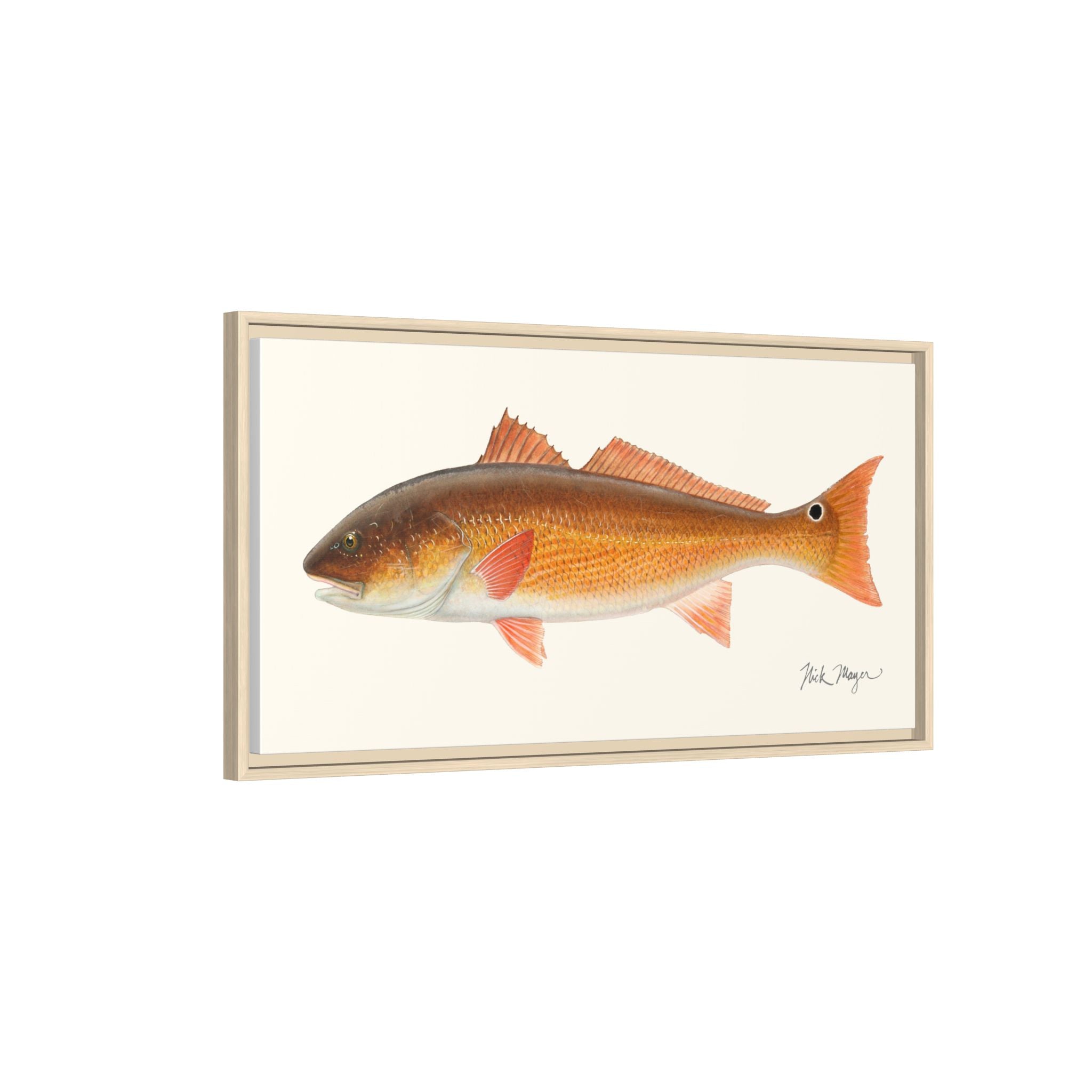 Redfish, 15 lbs Framed Canvas Print Printify