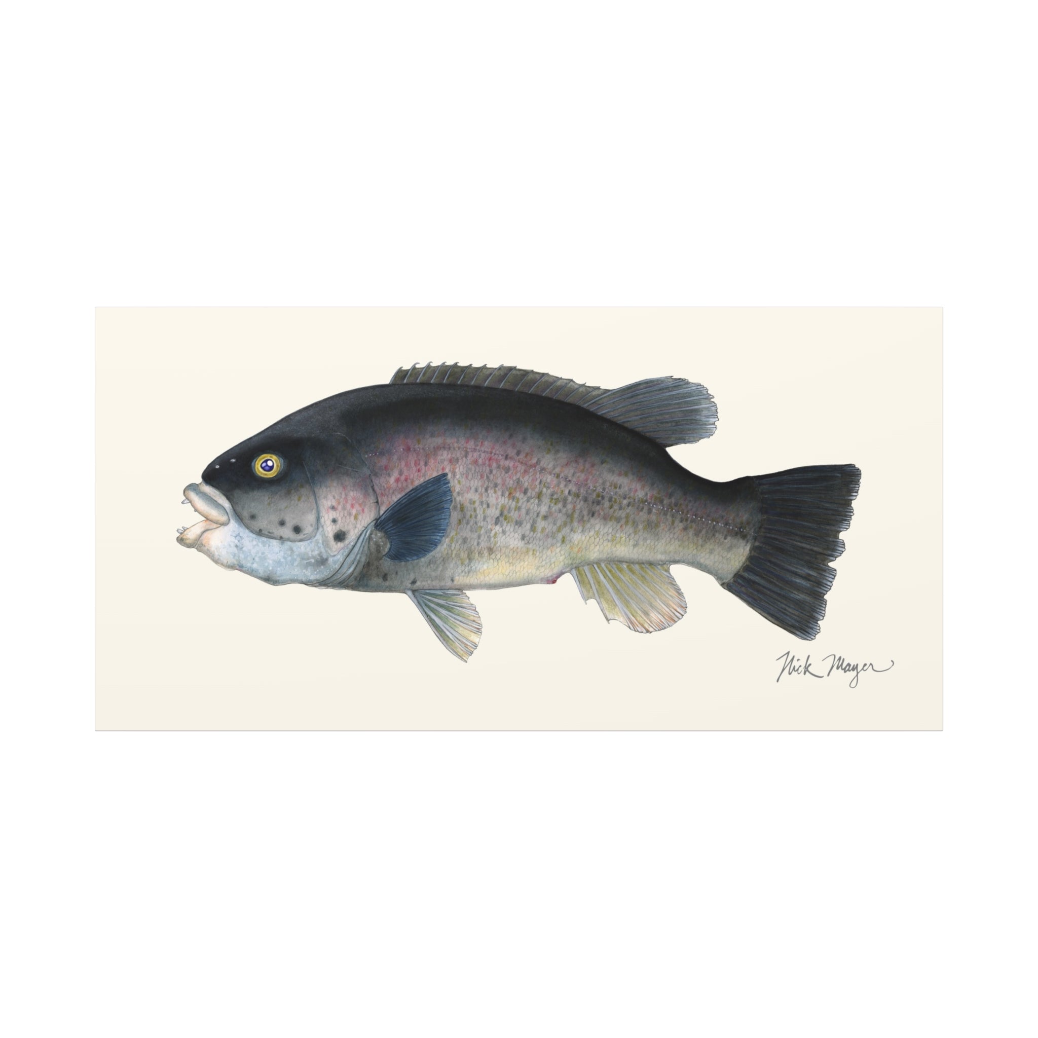 Tautog Canvas Print