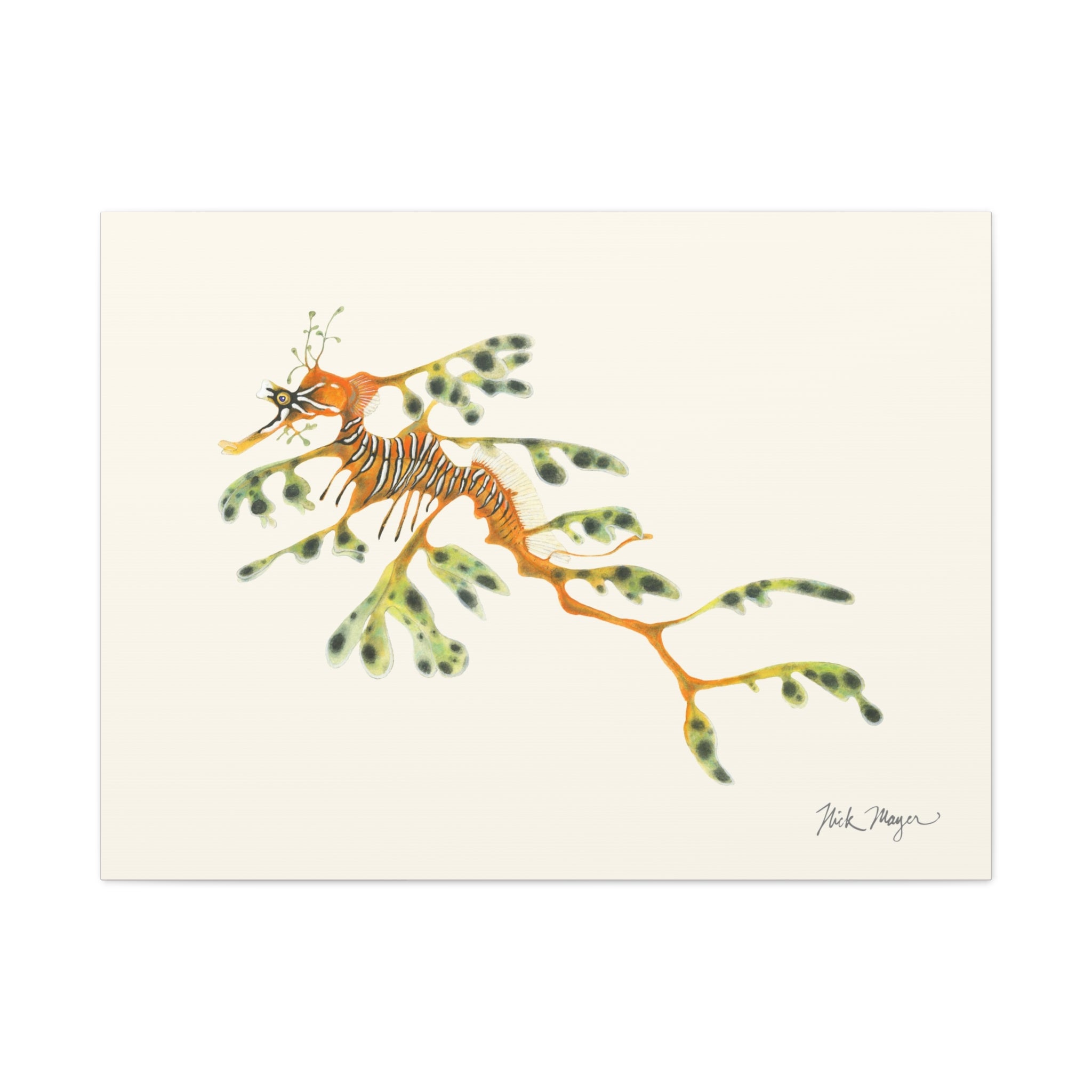 Leafy Sea Dragon Canvas Print