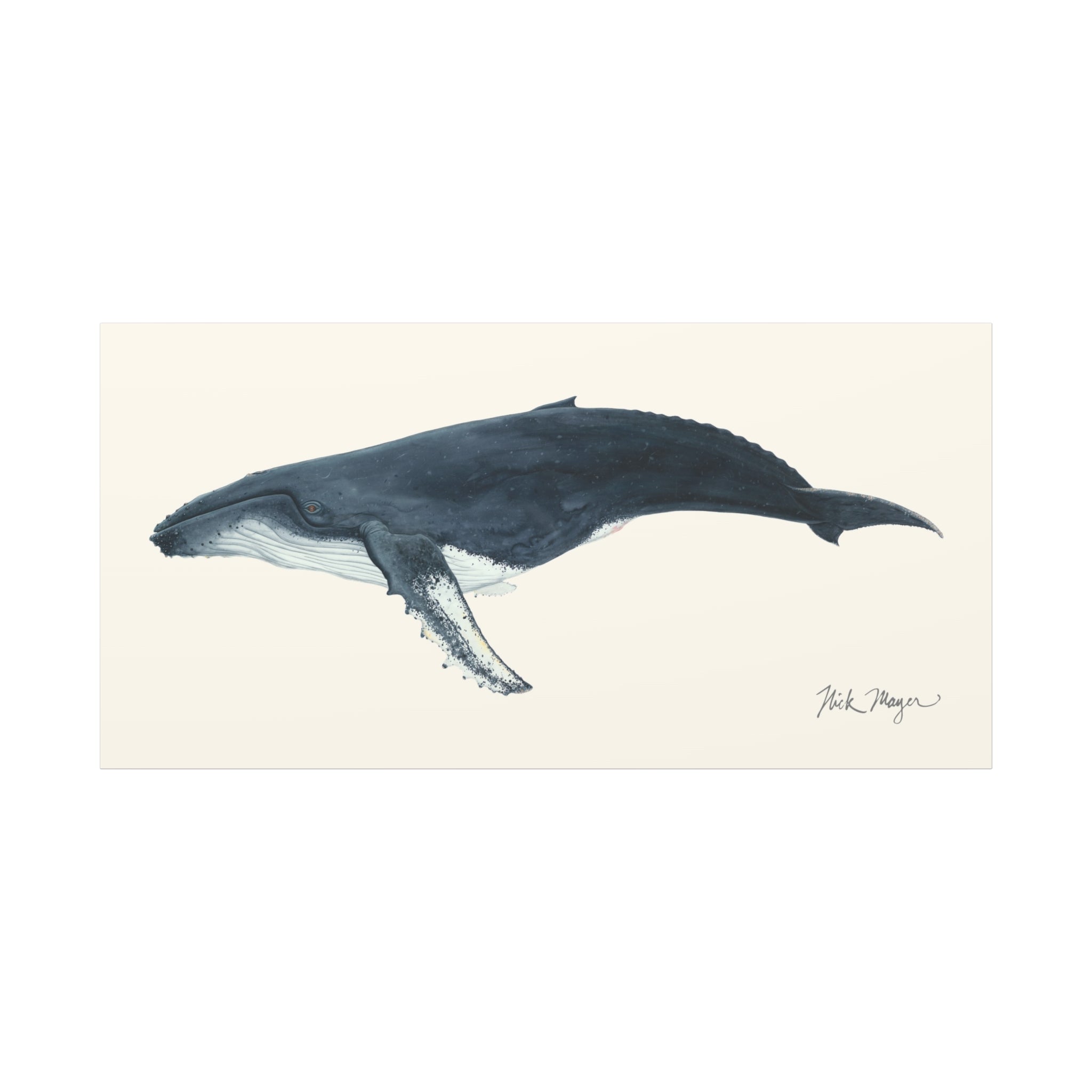 Humpback Whale Canvas Print
