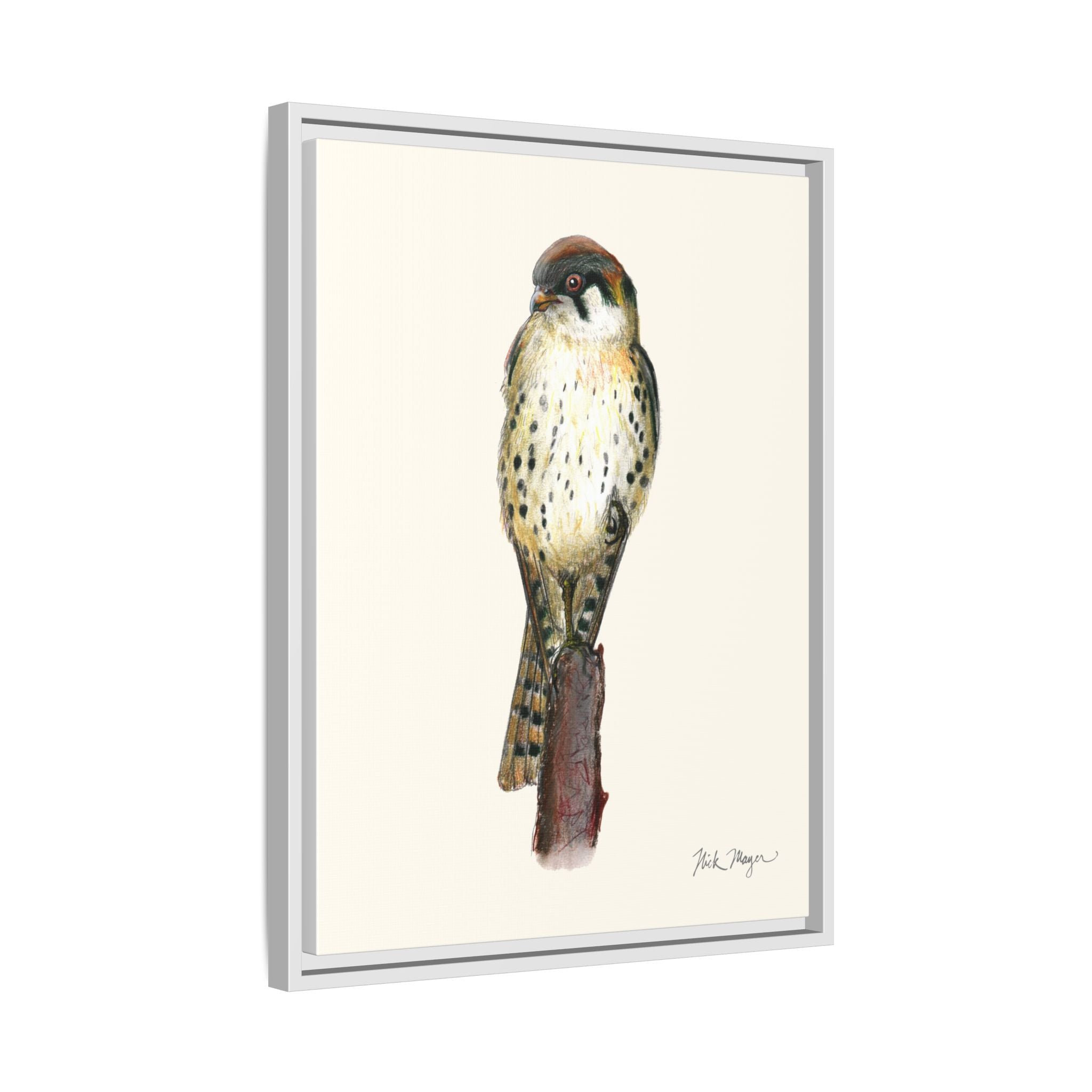 American Kestrel Framed Canvas Print Printify