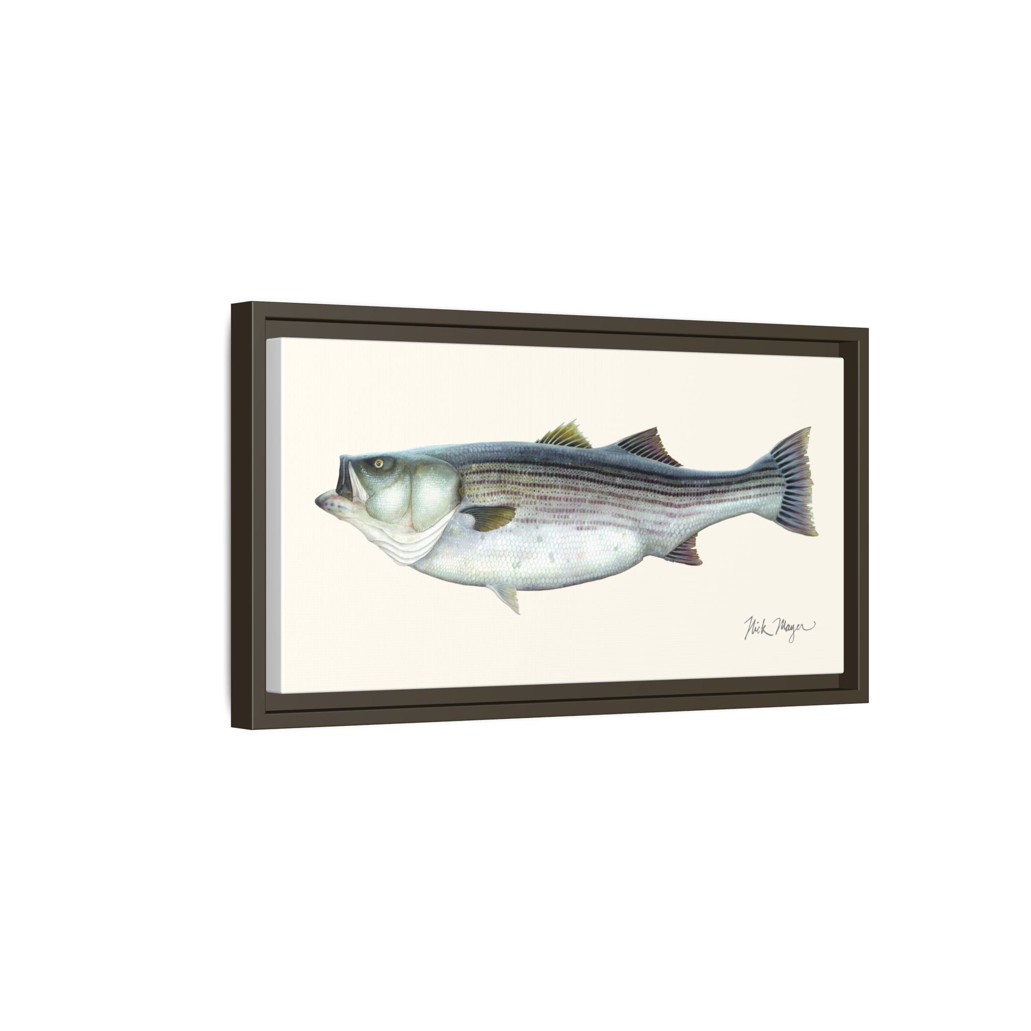 Striped Bass, 60 lbs Framed Canvas Print Printify