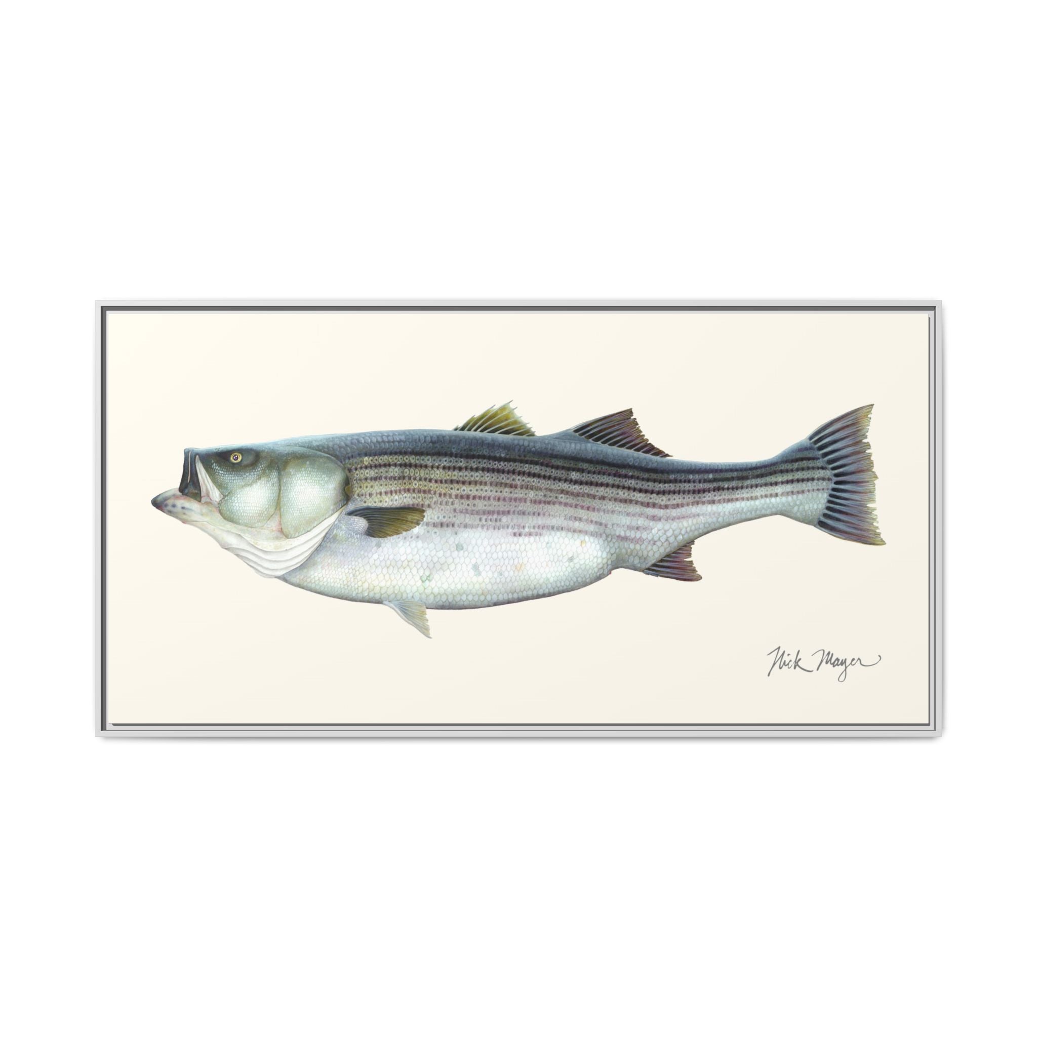 Striped Bass, 60 lbs Framed Canvas Print Printify