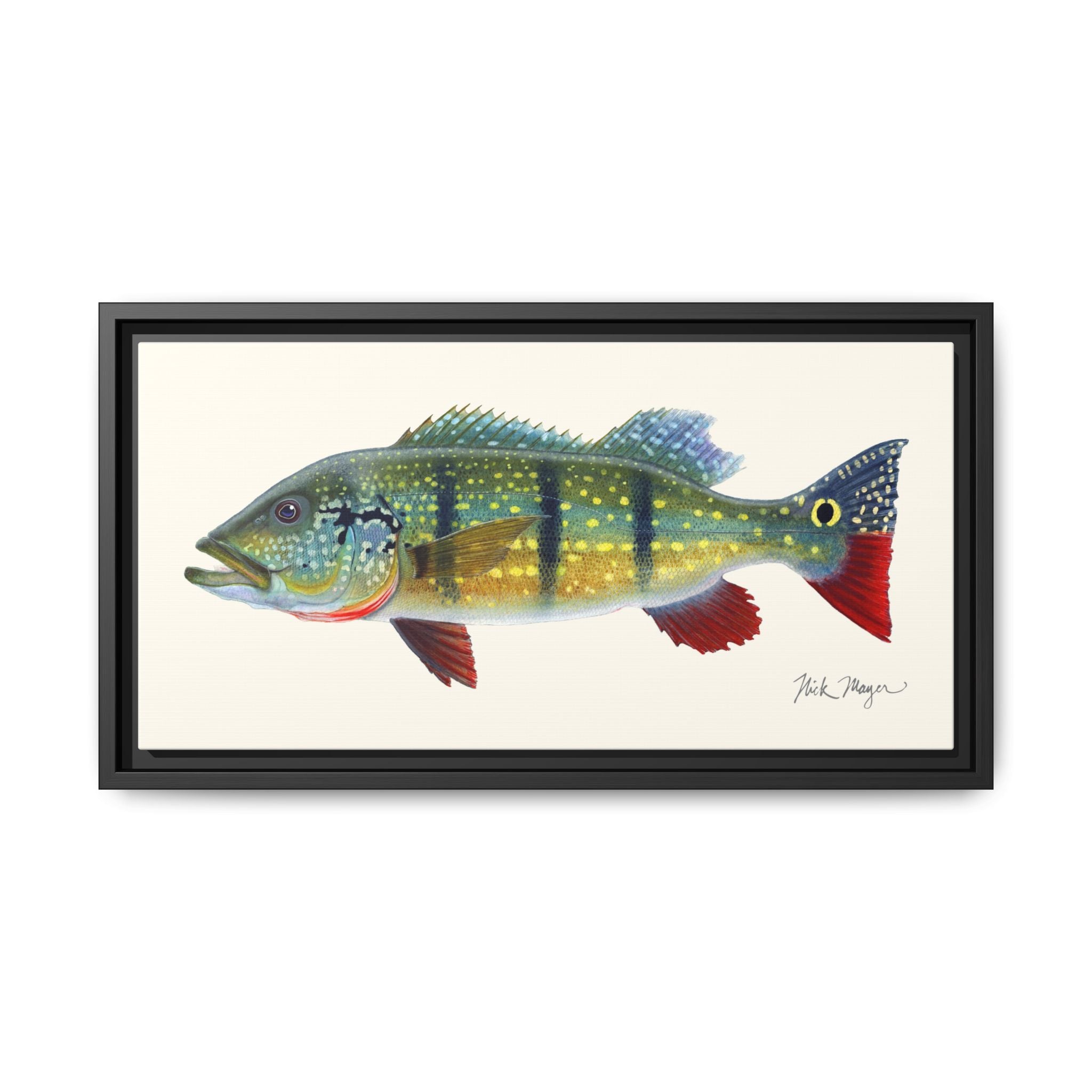 Peacock Bass Framed Canvas Print Printify