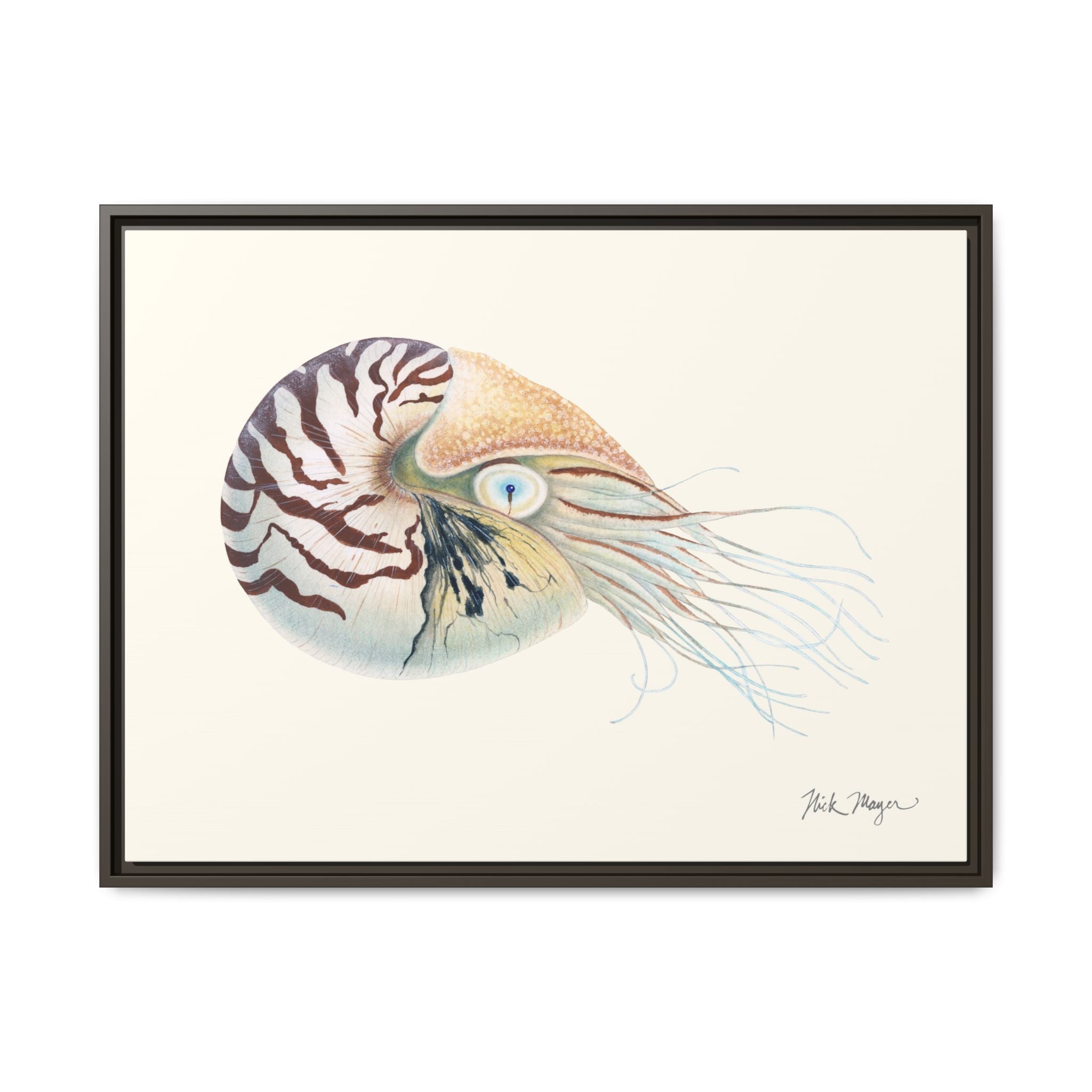 Chambered Nautilus Framed Canvas Print Printify
