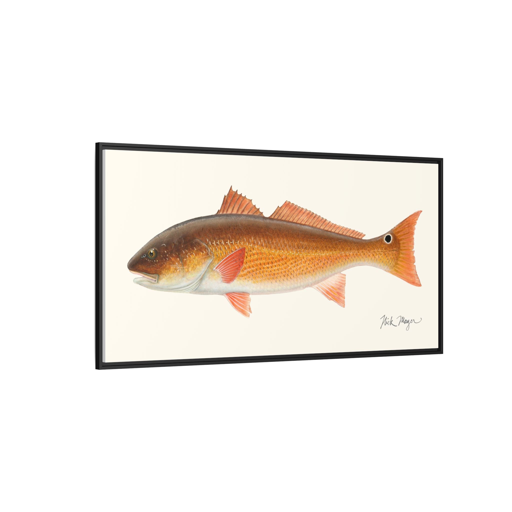 Redfish, 15 lbs Framed Canvas Print Printify