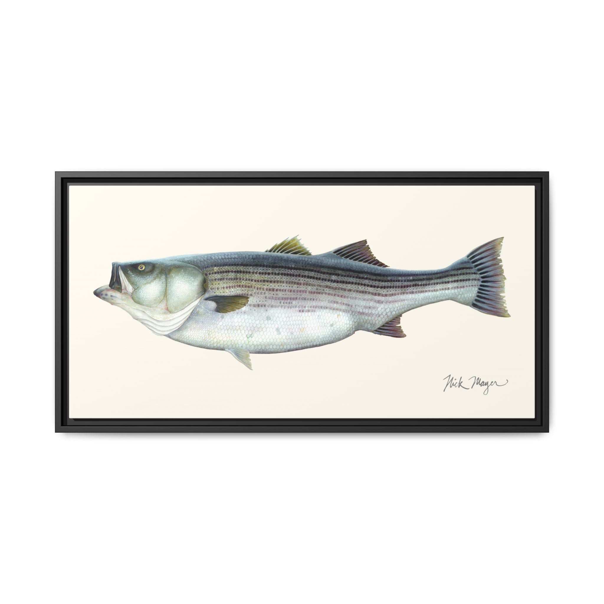 Striped Bass, 60 lbs Framed Canvas Print Printify