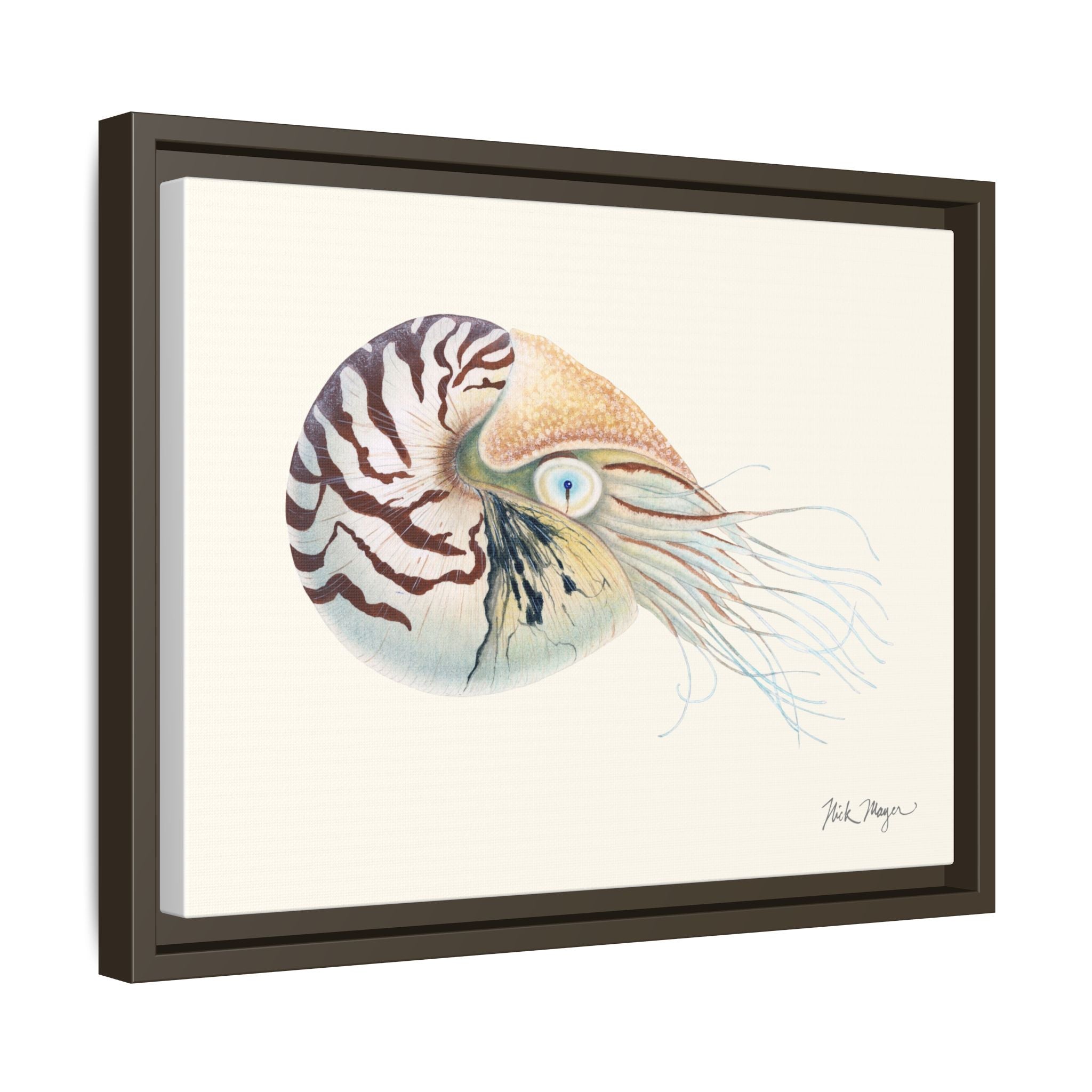 Chambered Nautilus Framed Canvas Print Printify