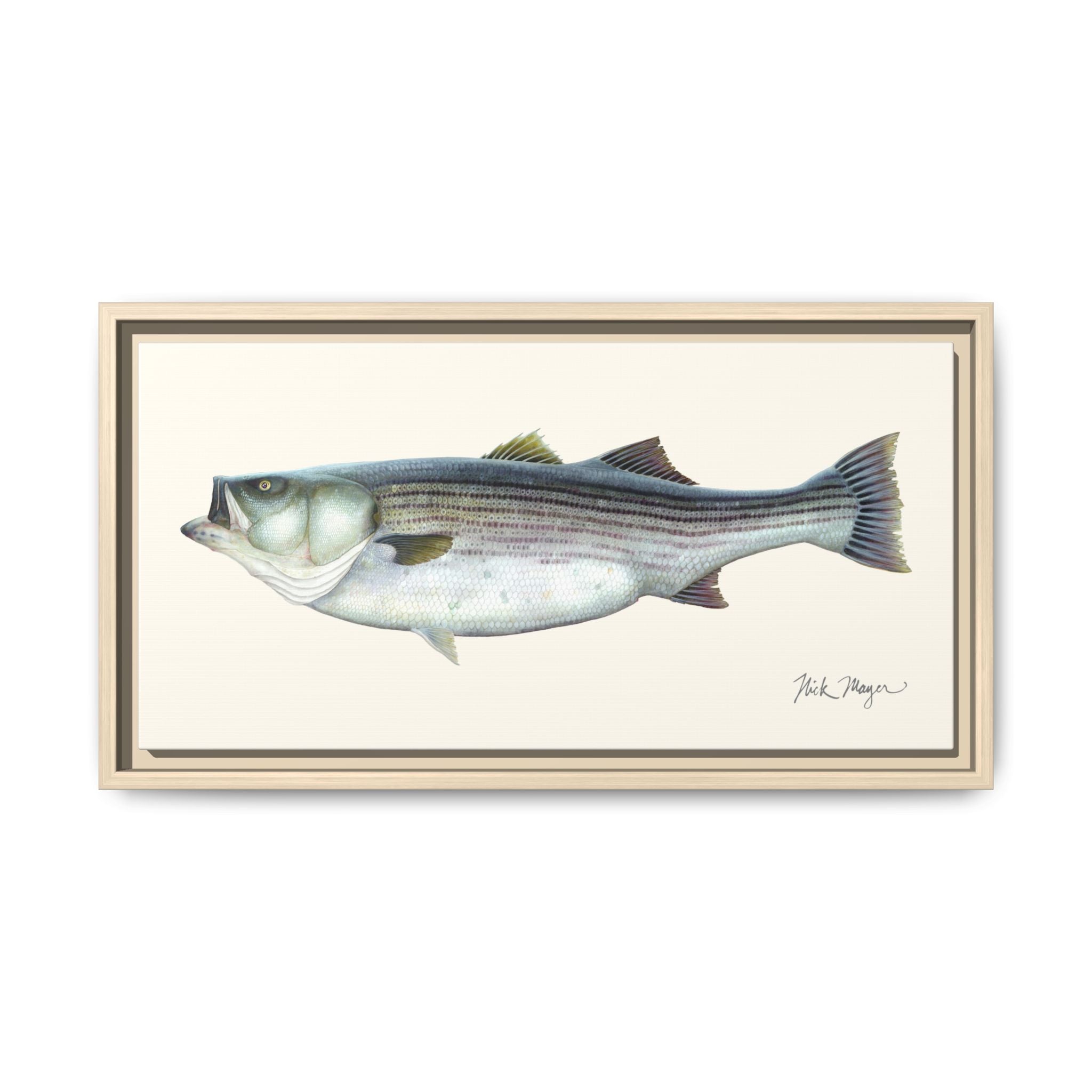 Striped Bass, 60 lbs Framed Canvas Print Printify