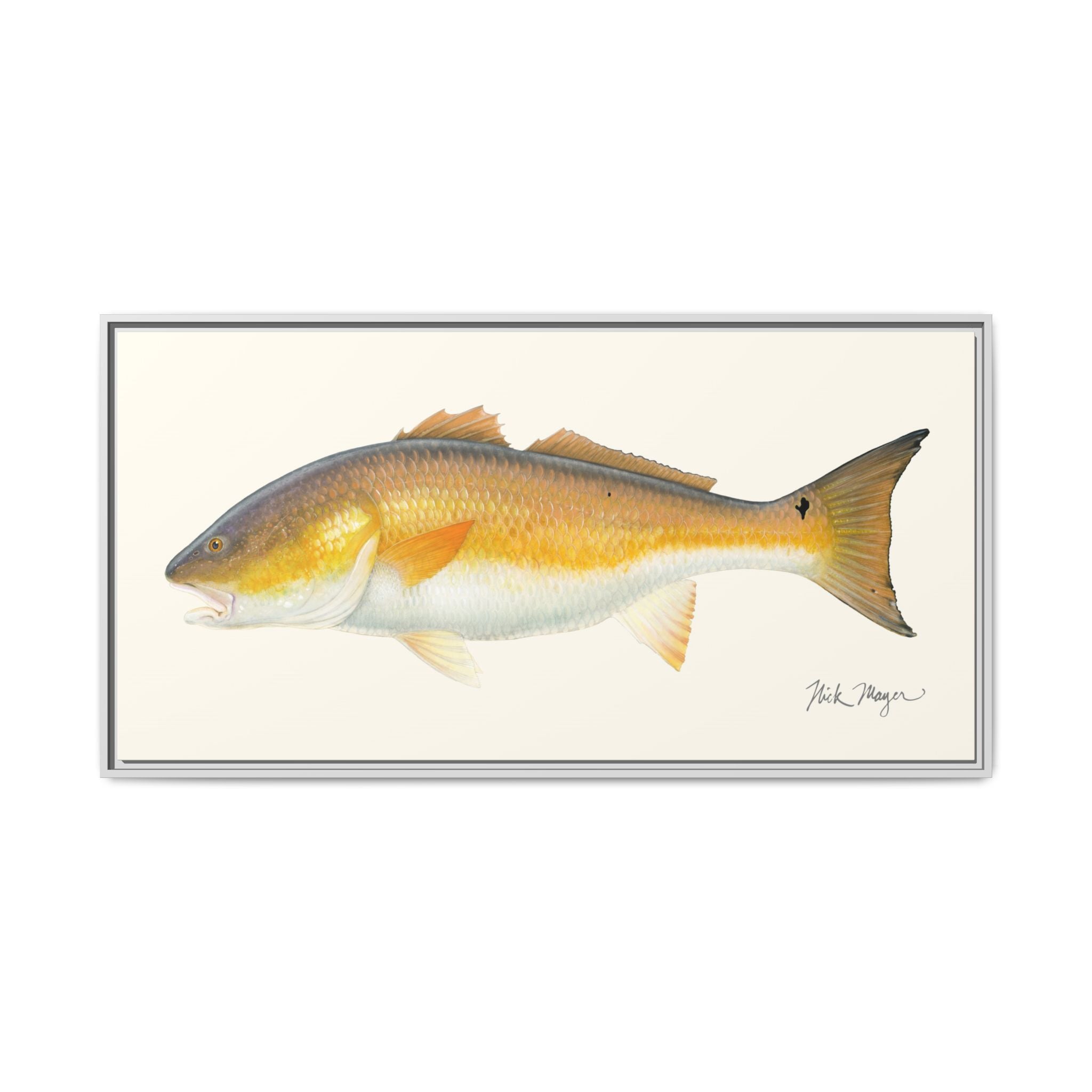 Bull Redfish Framed Canvas Print Printify