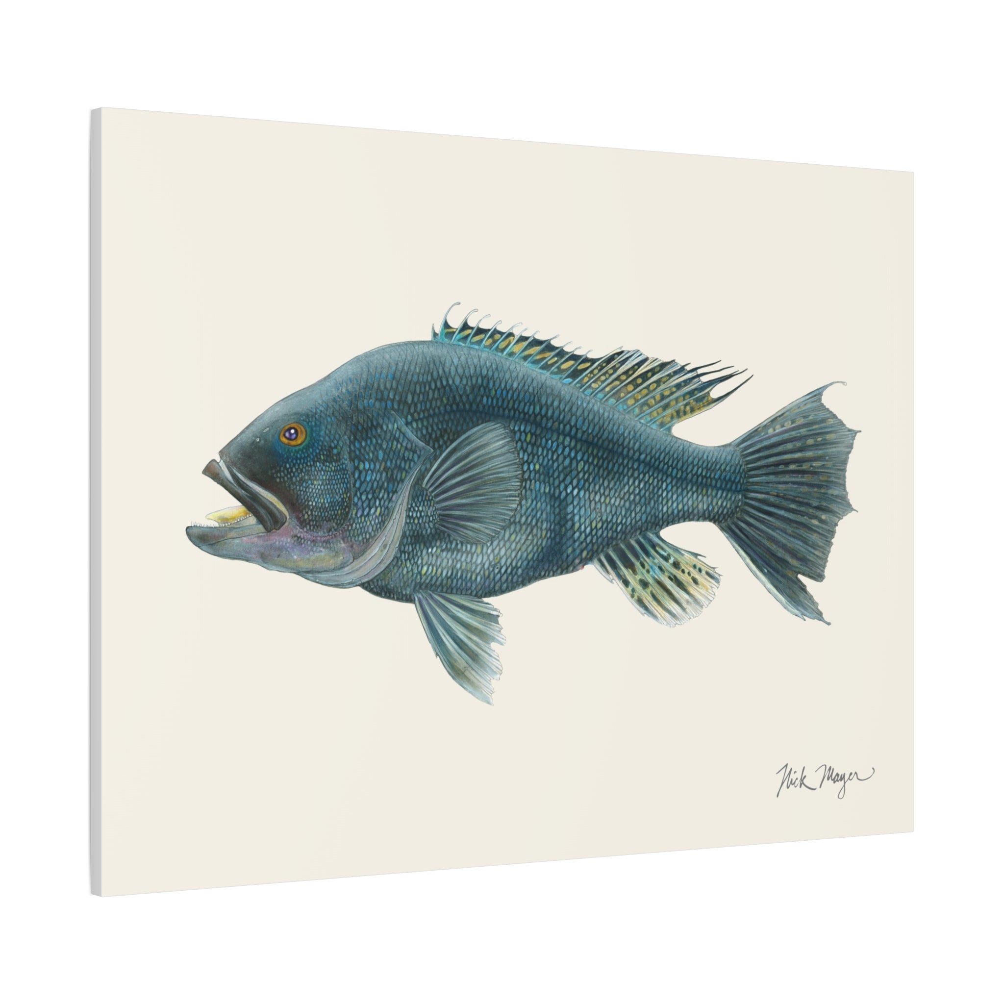 Black Sea Bass Canvas Print