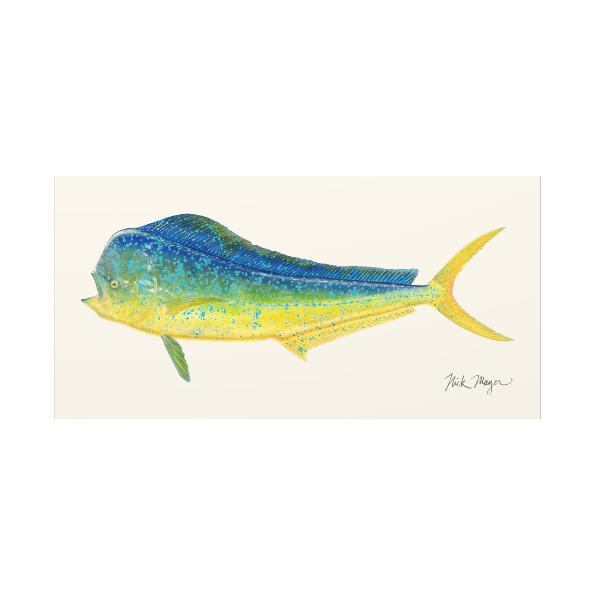 Bull Dorado / Mahi Canvas Print