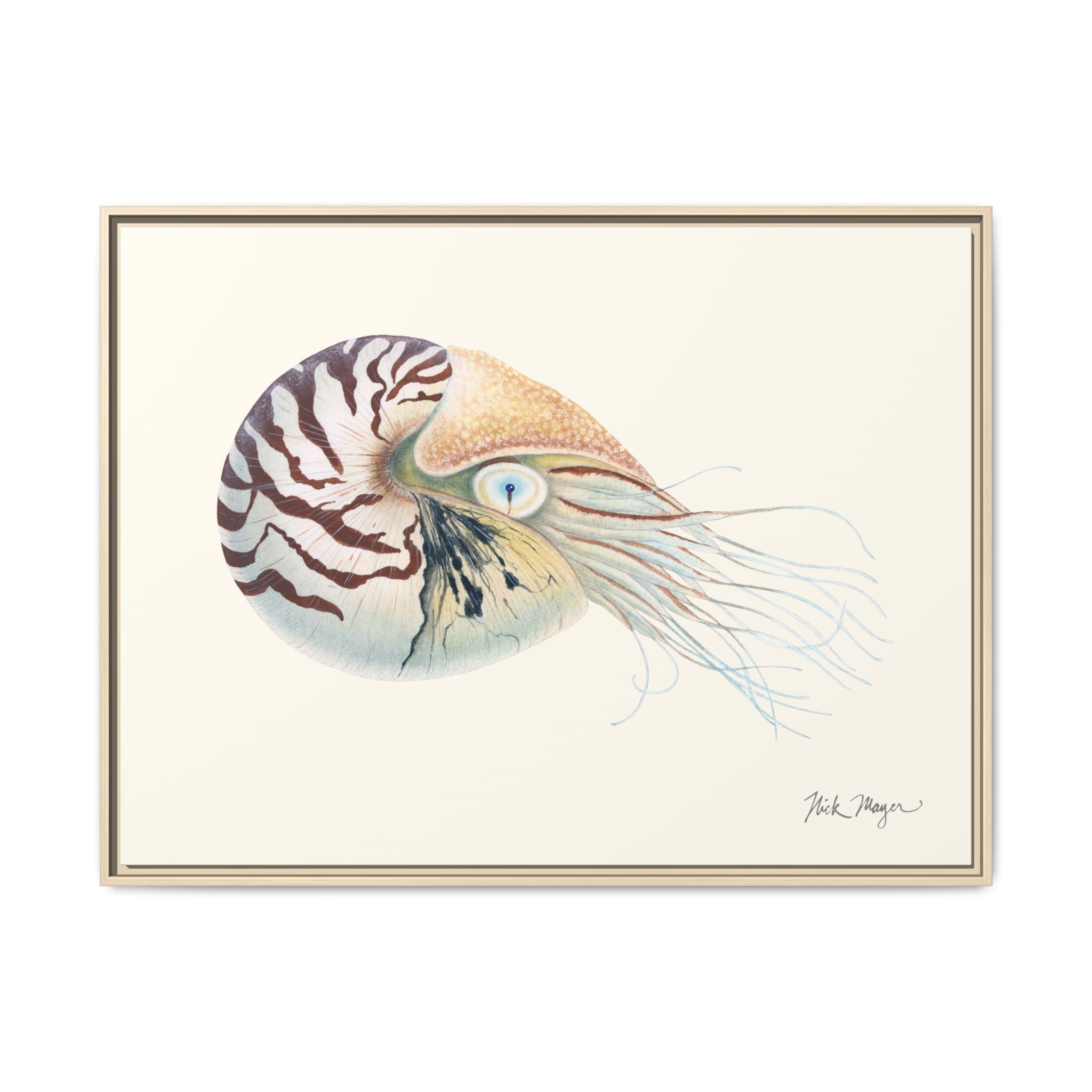 Chambered Nautilus Framed Canvas Print Printify