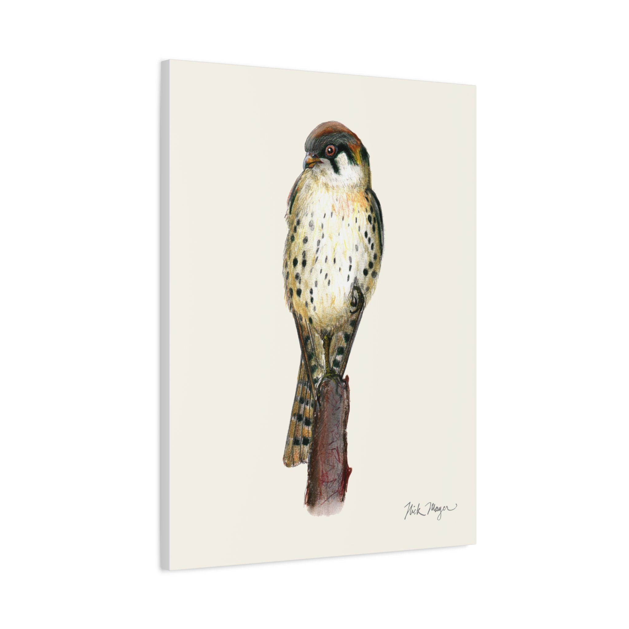 American Kestrel Canvas Print
