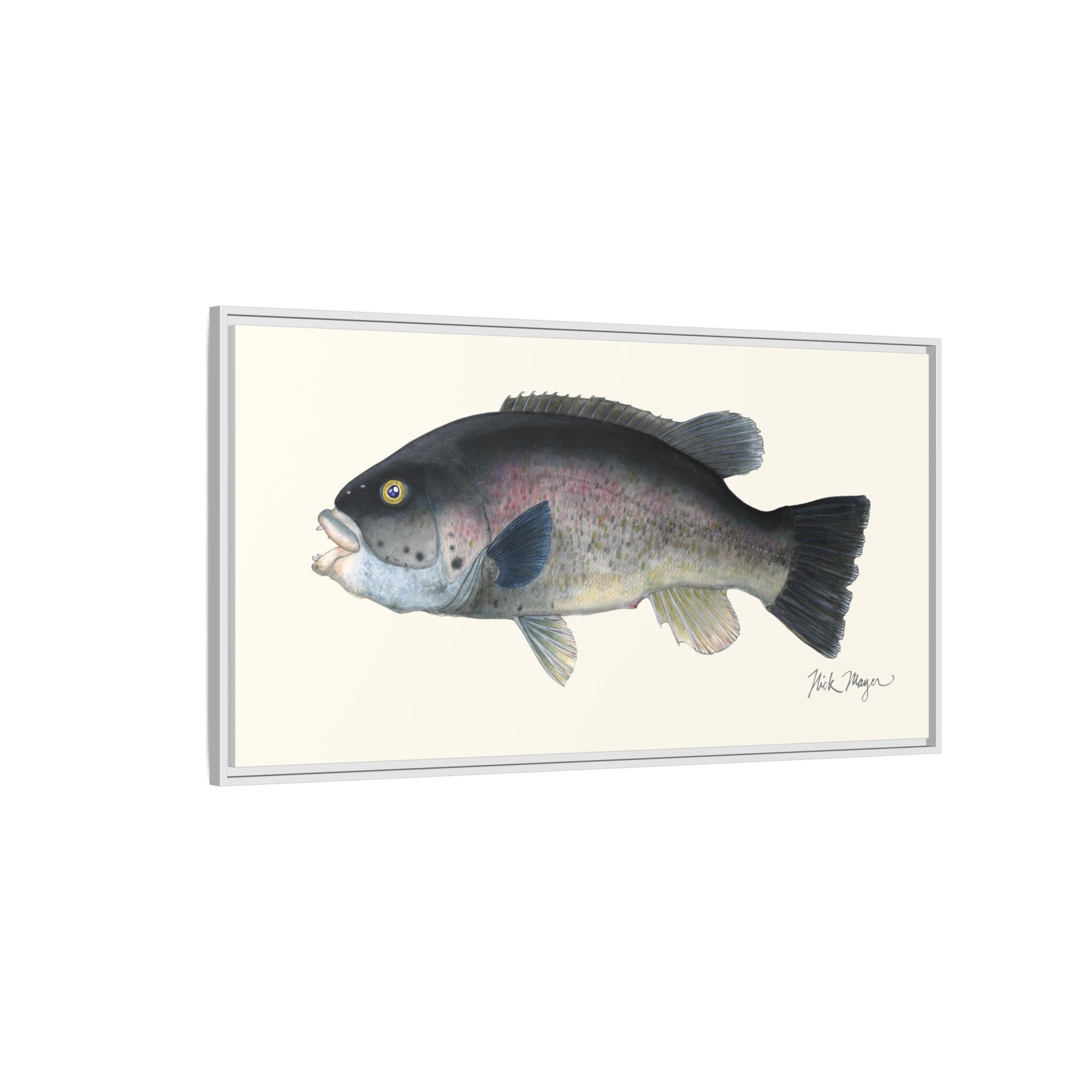 Tautog / Blackfish Framed Canvas Print Printify