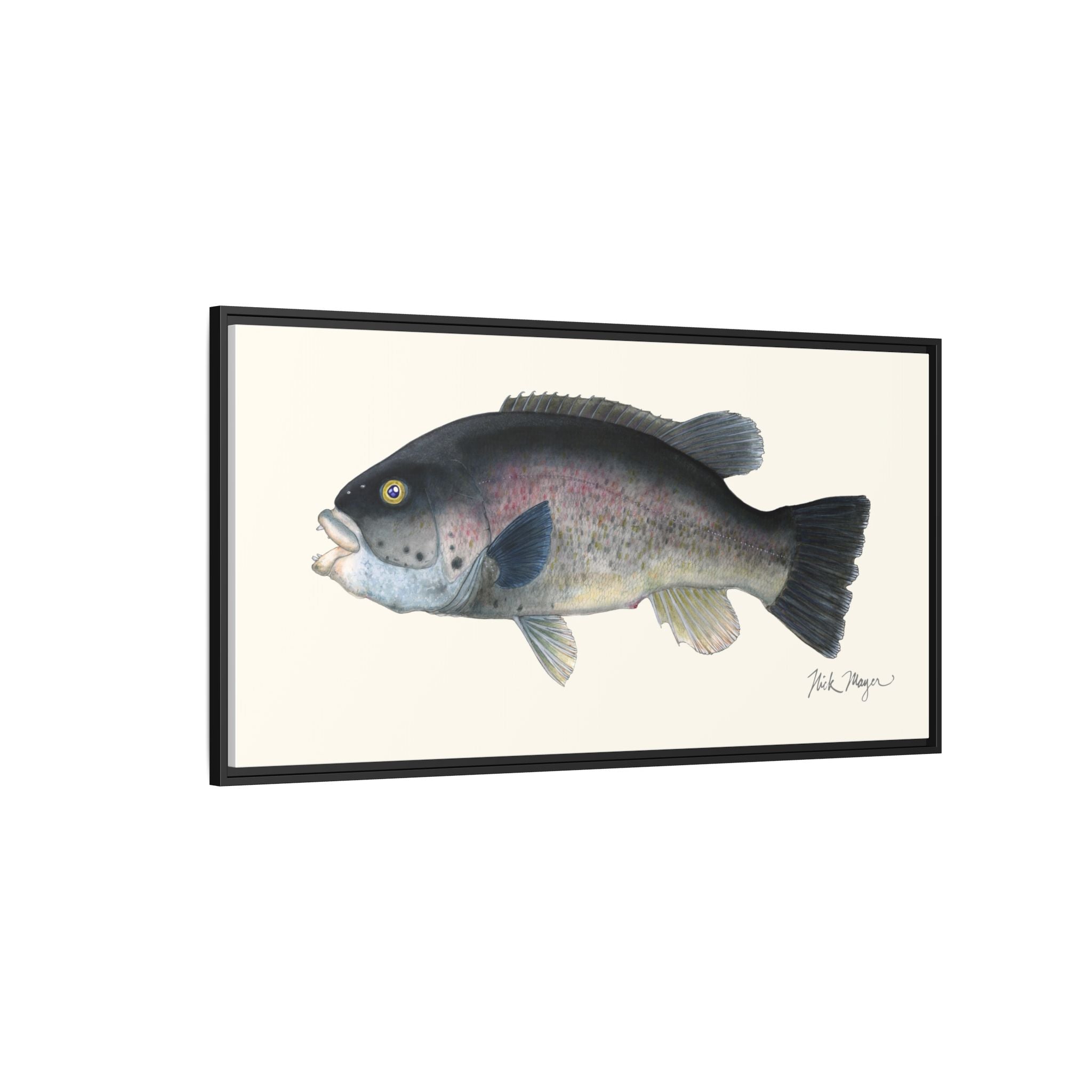 Tautog / Blackfish Framed Canvas Print Printify