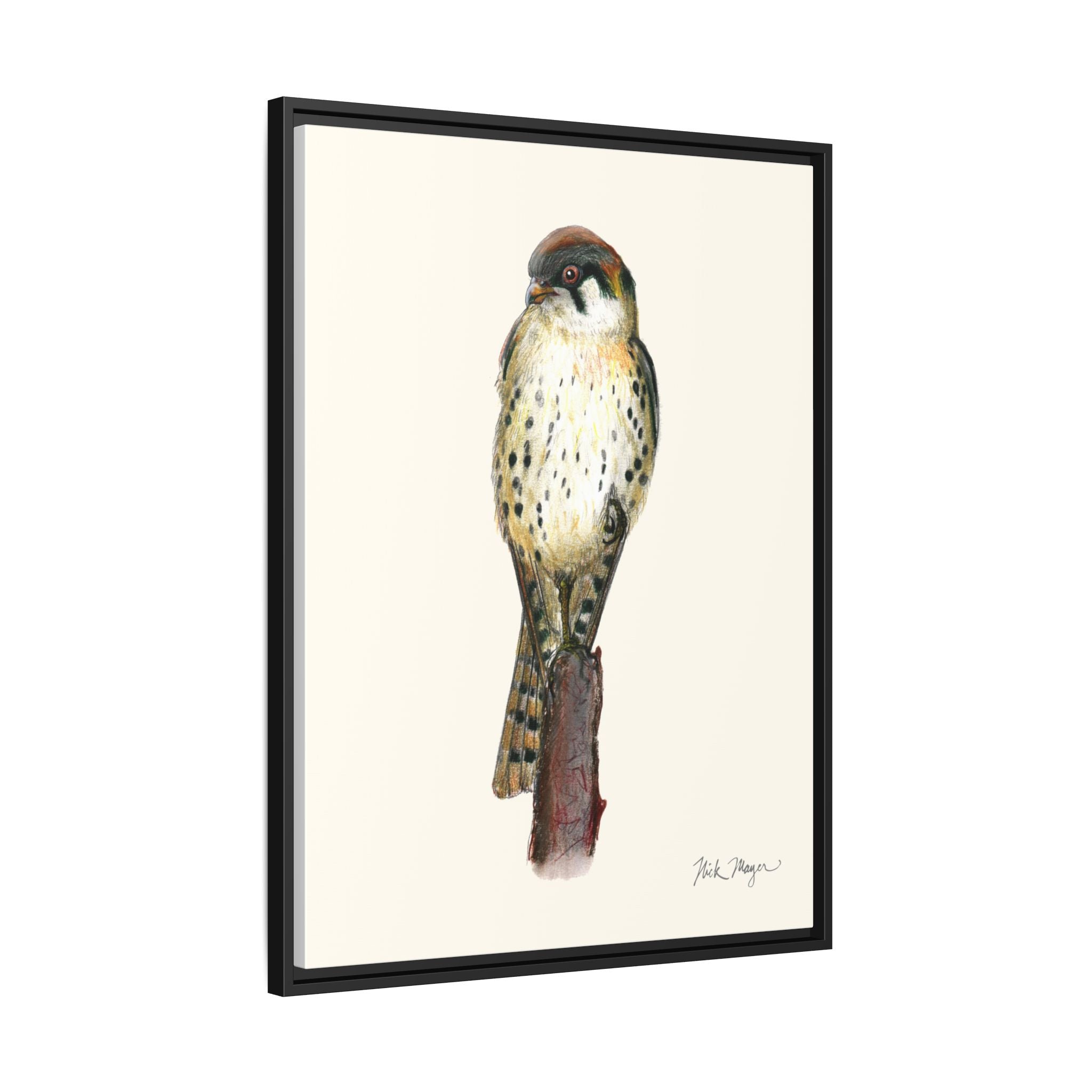 American Kestrel Framed Canvas Print Printify