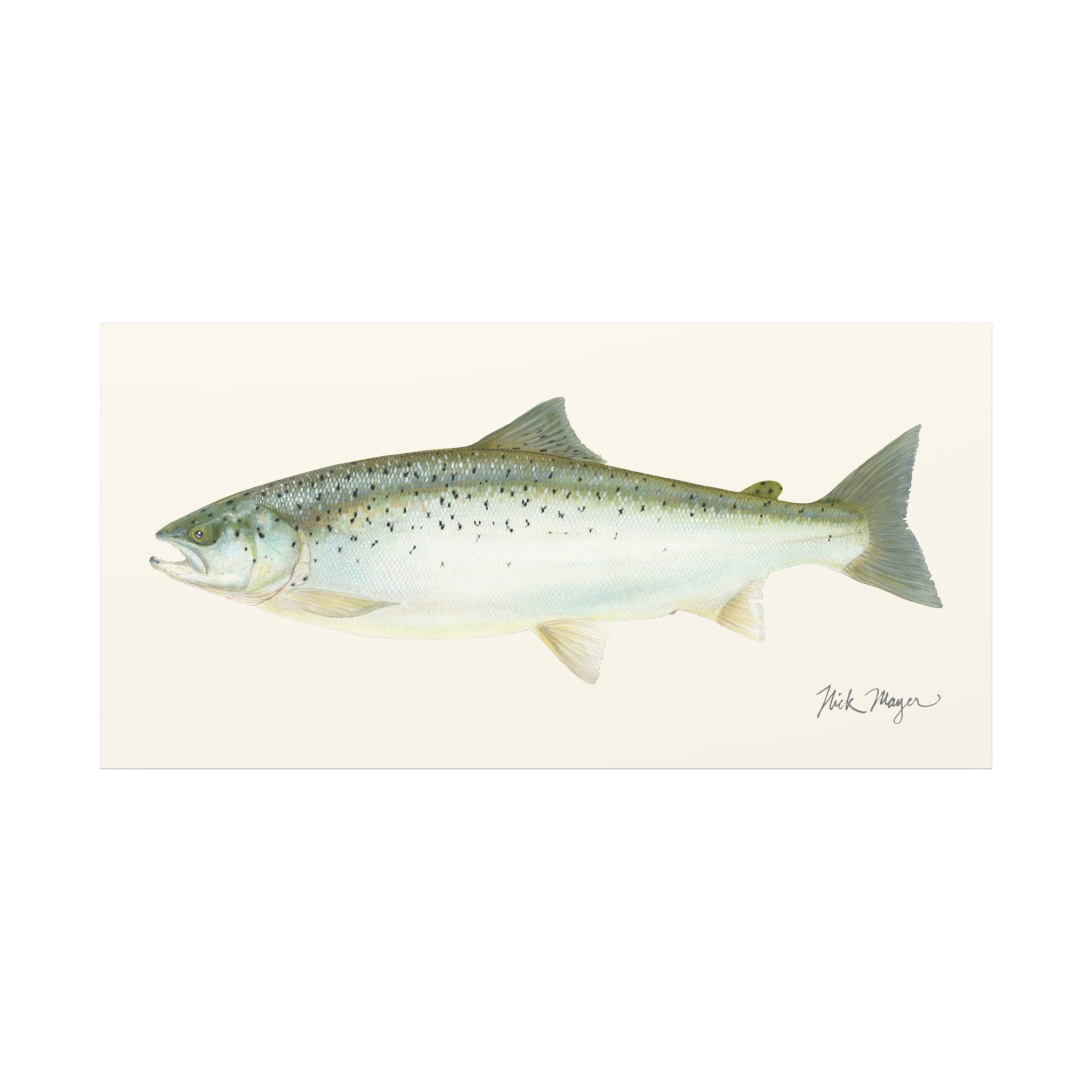 Landlocked Salmon Canvas Print