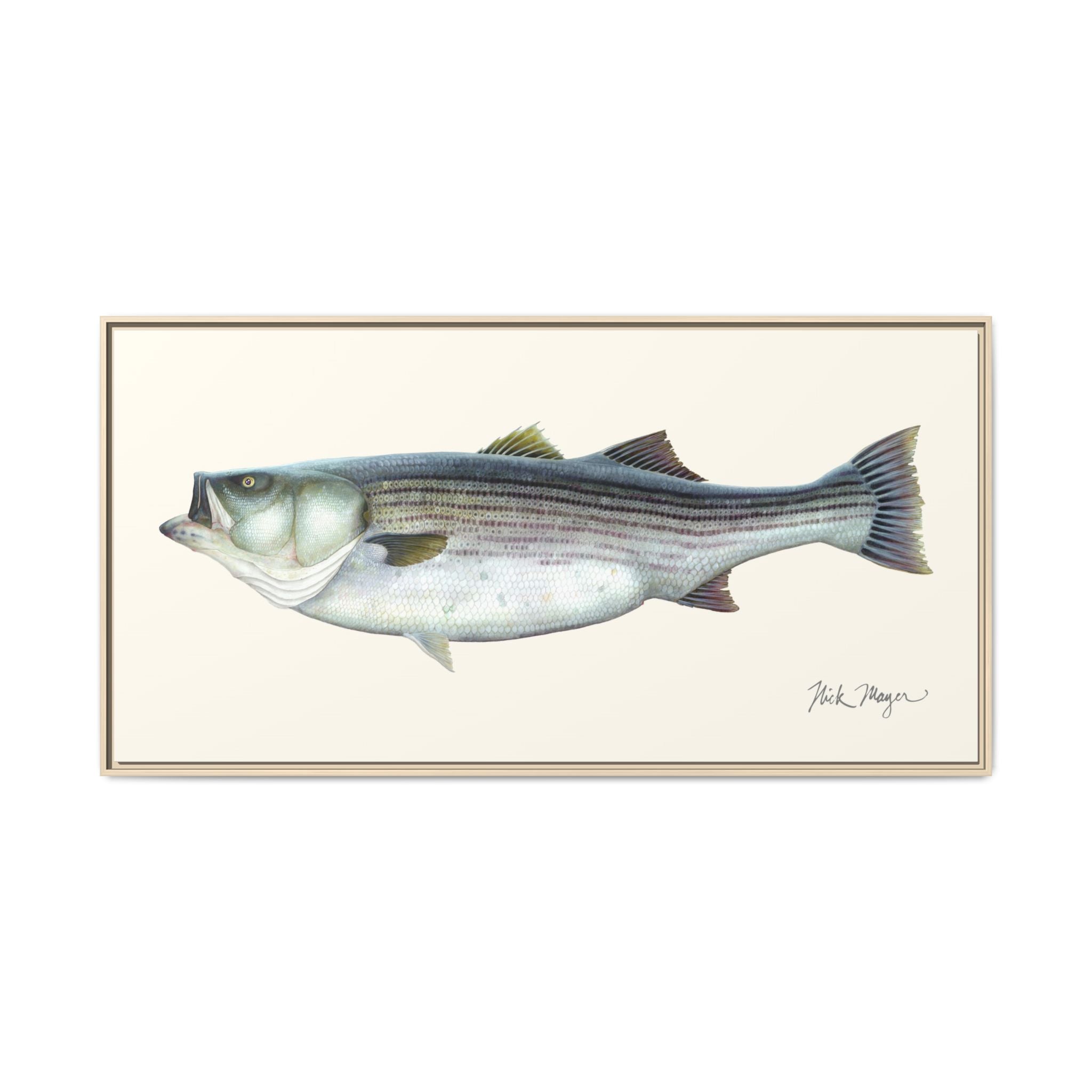 Striped Bass, 60 lbs Framed Canvas Print Printify