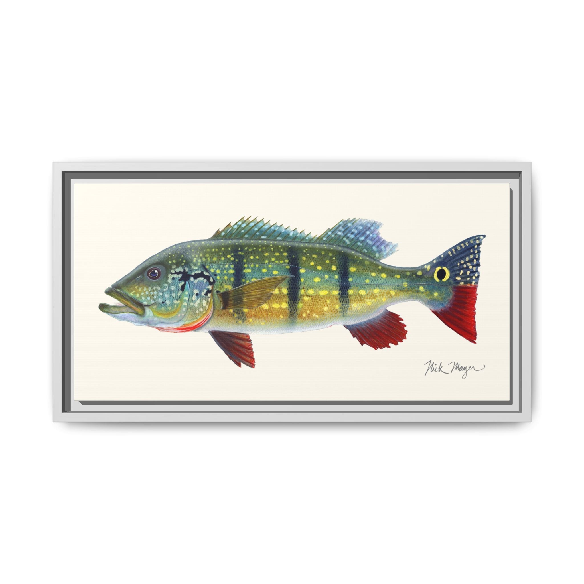 Peacock Bass Framed Canvas Print Printify