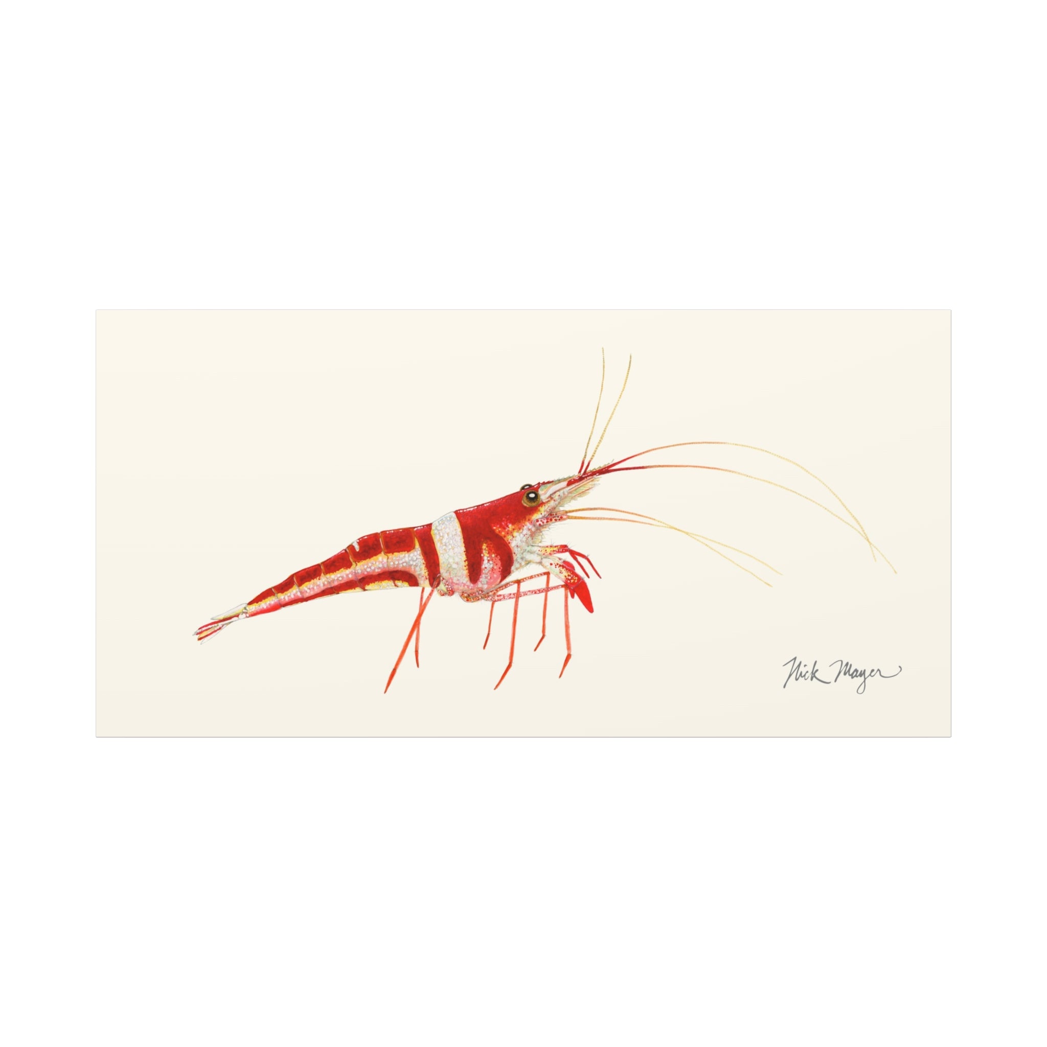 Sulawesi Harlequin Shrimp Canvas Print