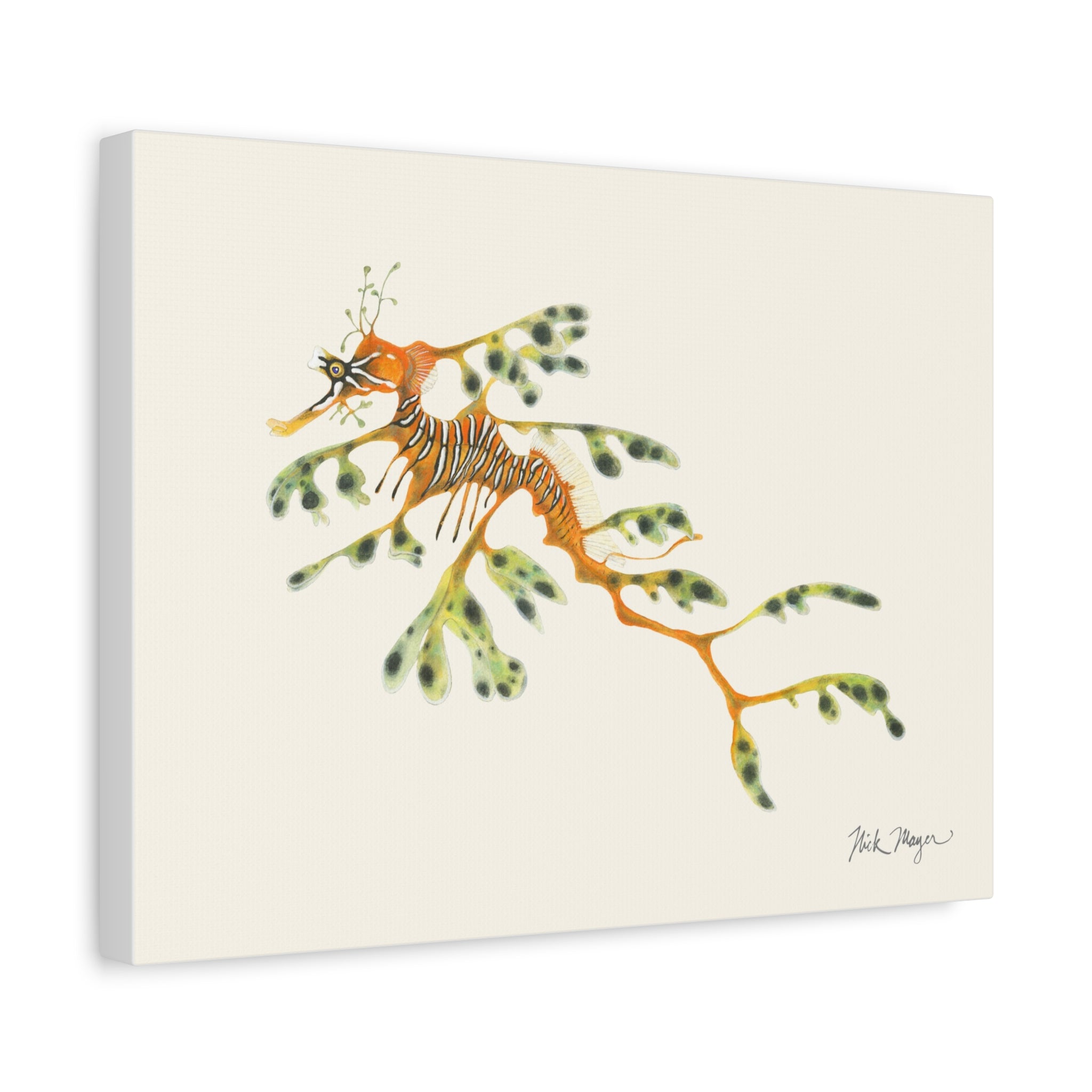 Leafy Sea Dragon Canvas Print